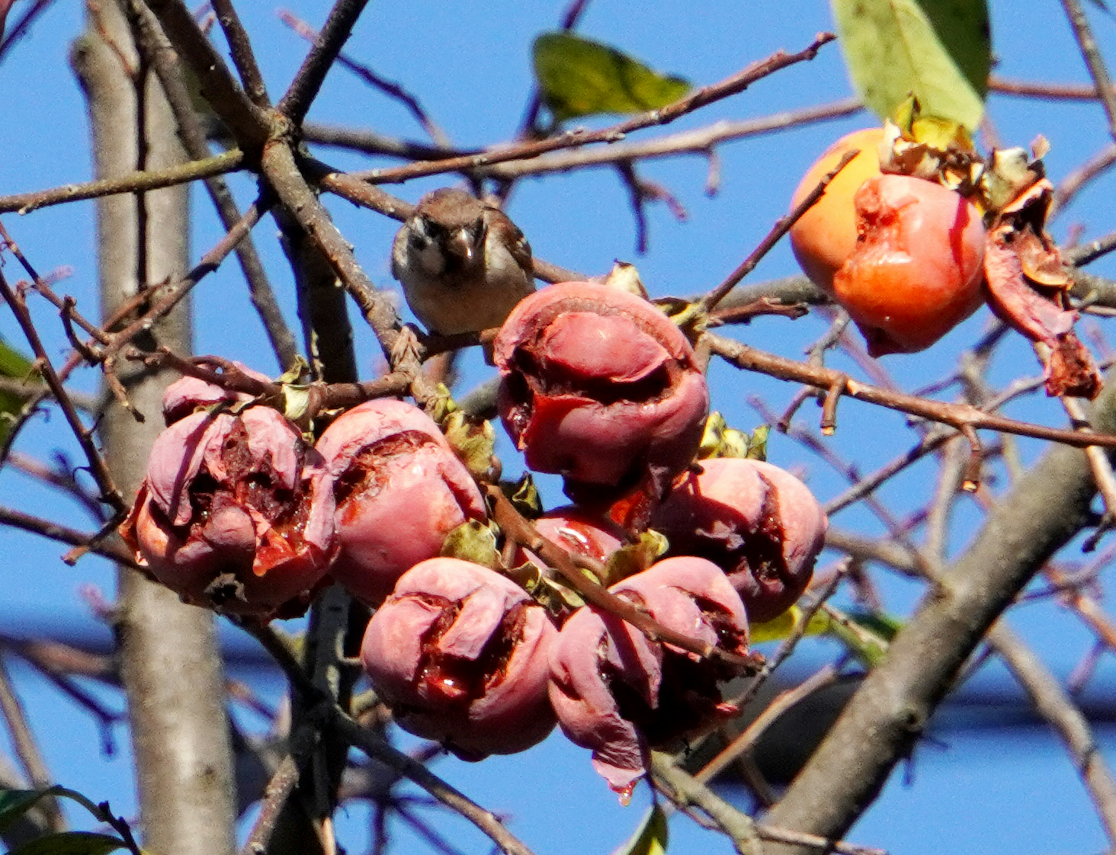 Pink fruits on tree branches with a small bird