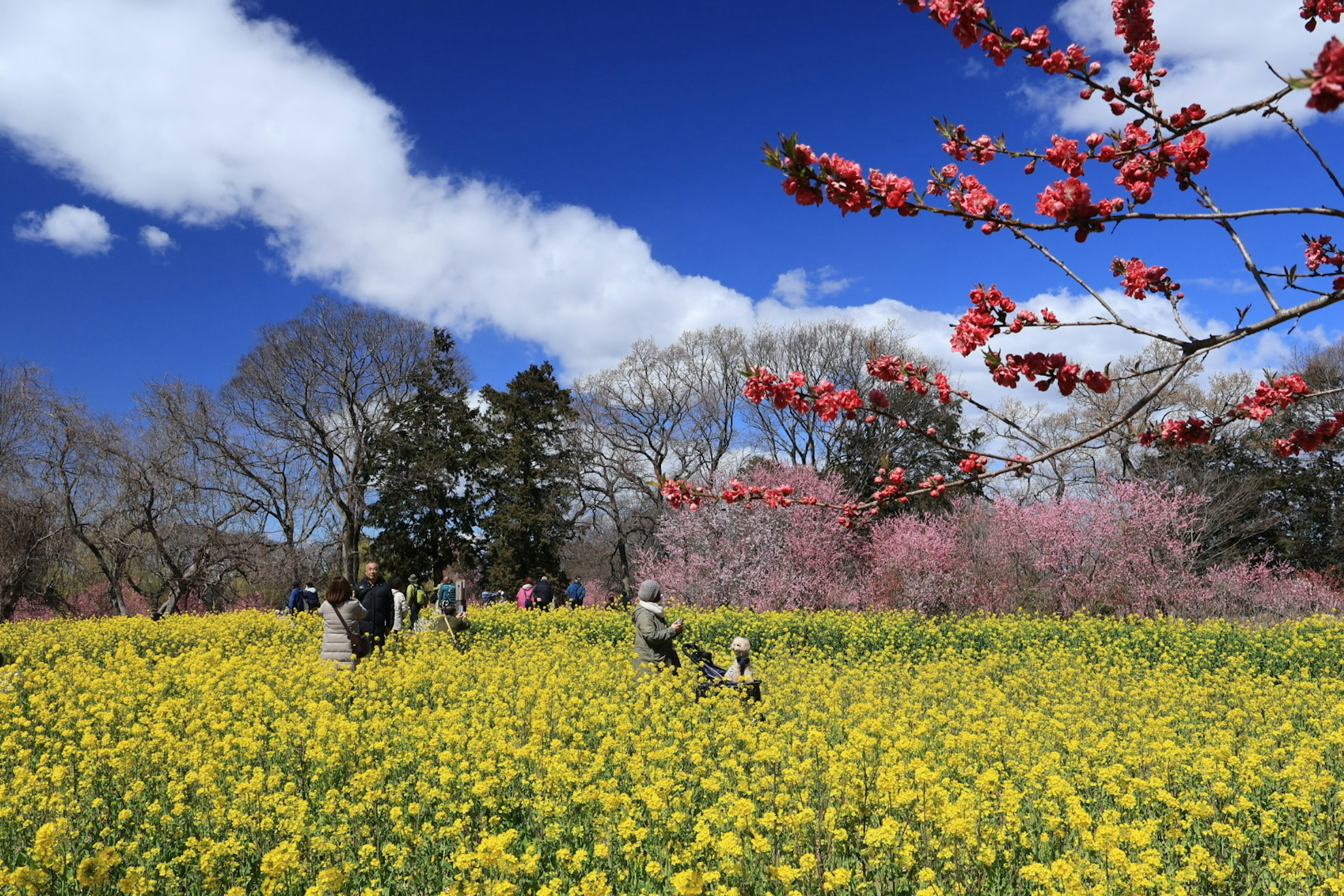 ทิวทัศน์ฤดูใบไม้ผลิที่สวยงามมีดอกไม้บานดอกเรพซีดสีเหลืองและซากุระสีชมพู