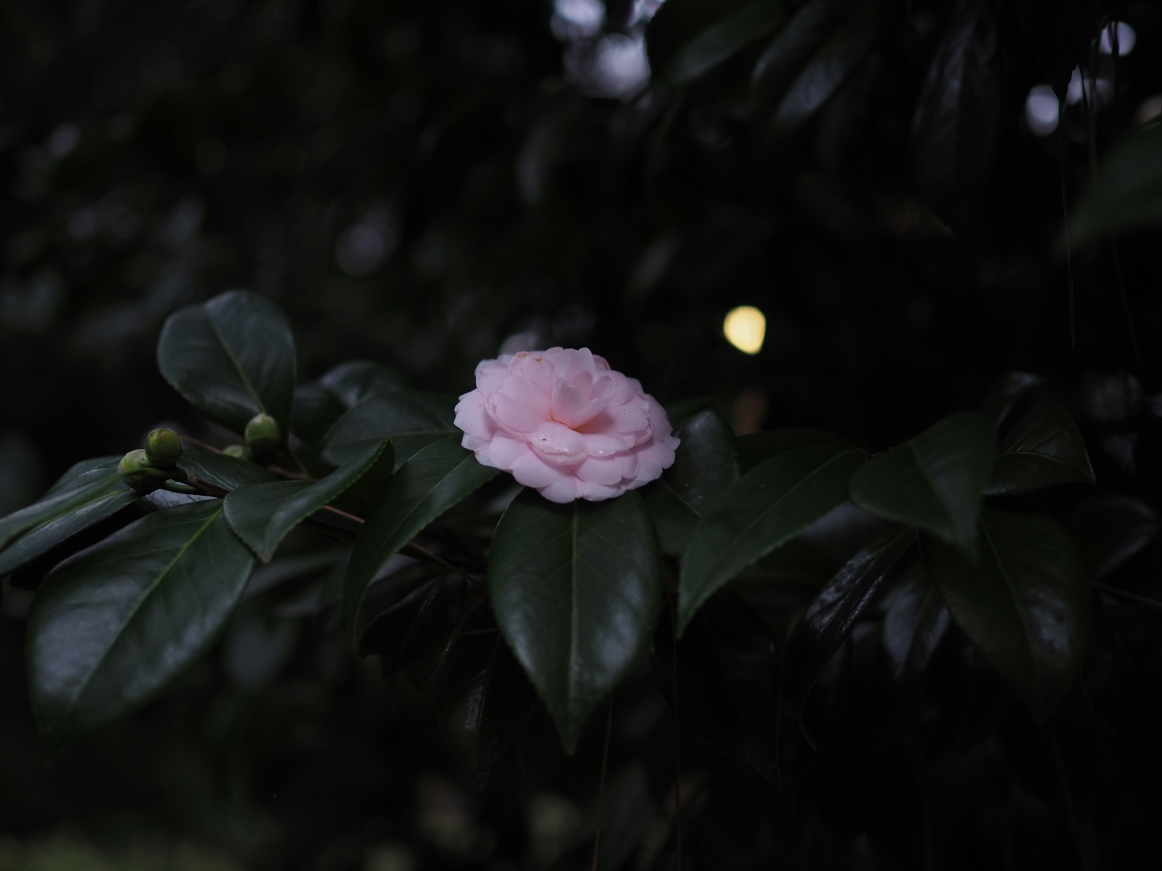 A pale pink flower resting on dark green leaves in a nighttime setting