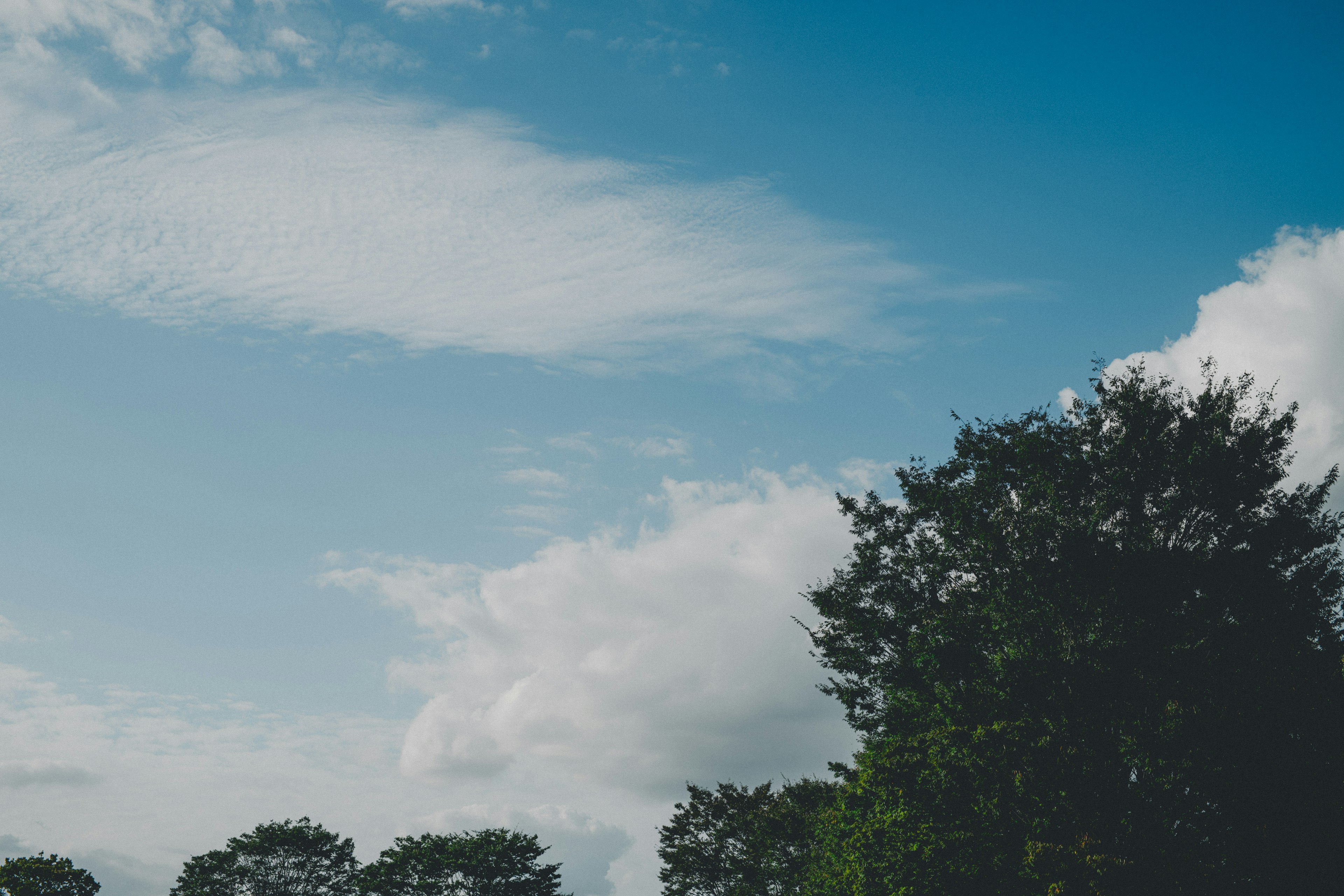 Pemandangan dengan langit biru, awan putih dan pohon hijau