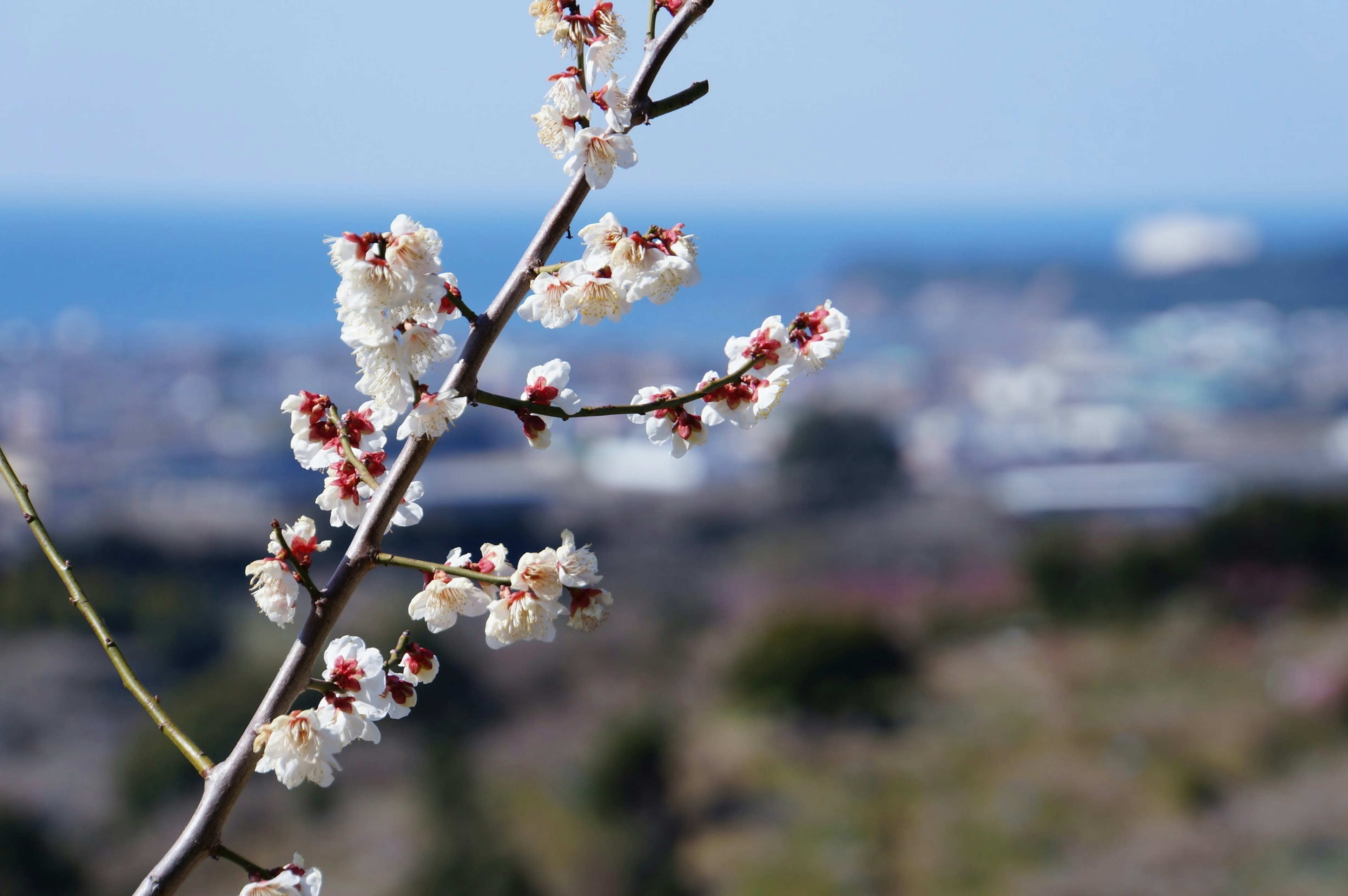 Branche de fleurs de cerisier en fleurs avec la mer en arrière-plan