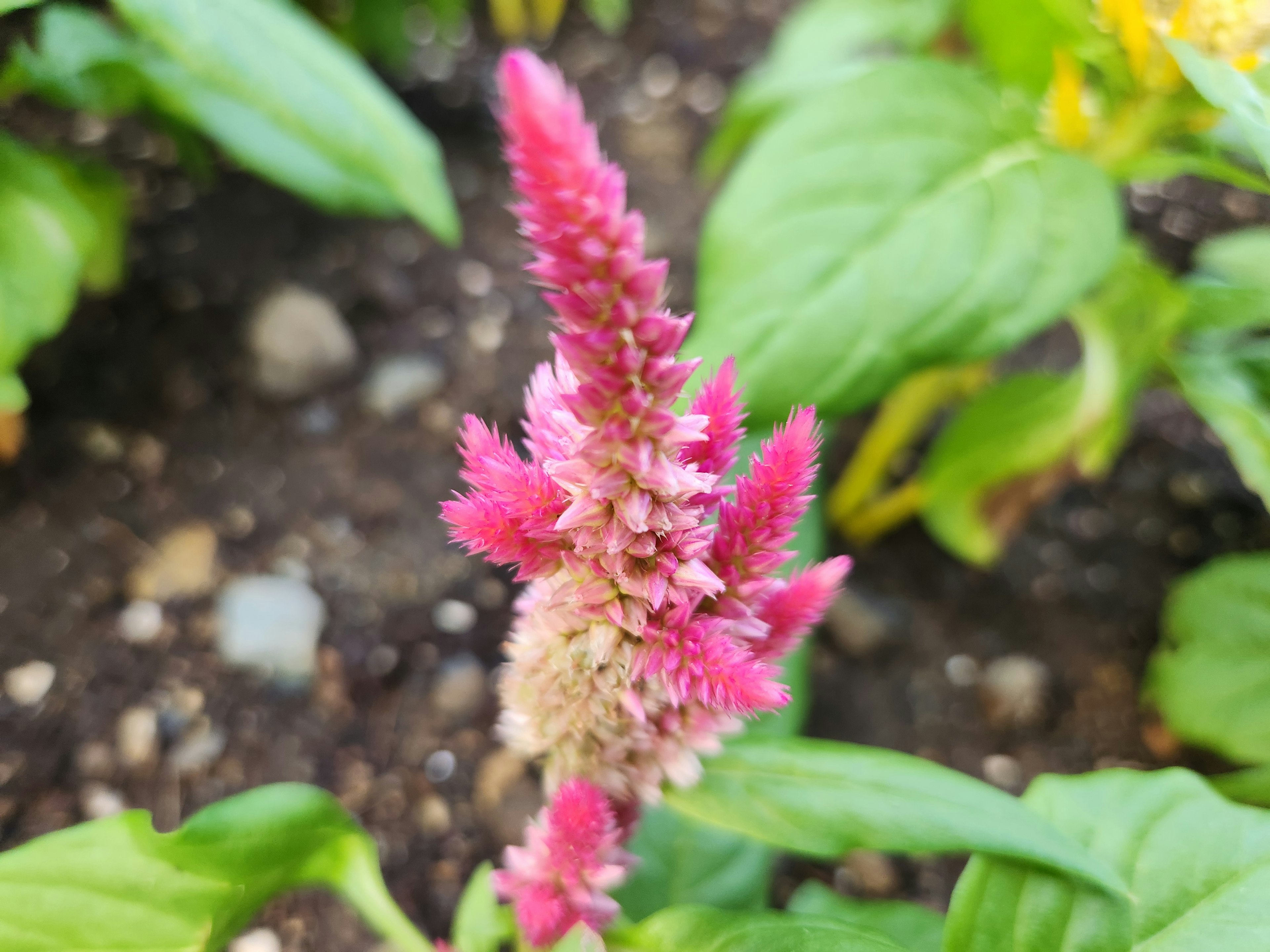 Close-up of a vibrant pink flower on a plant