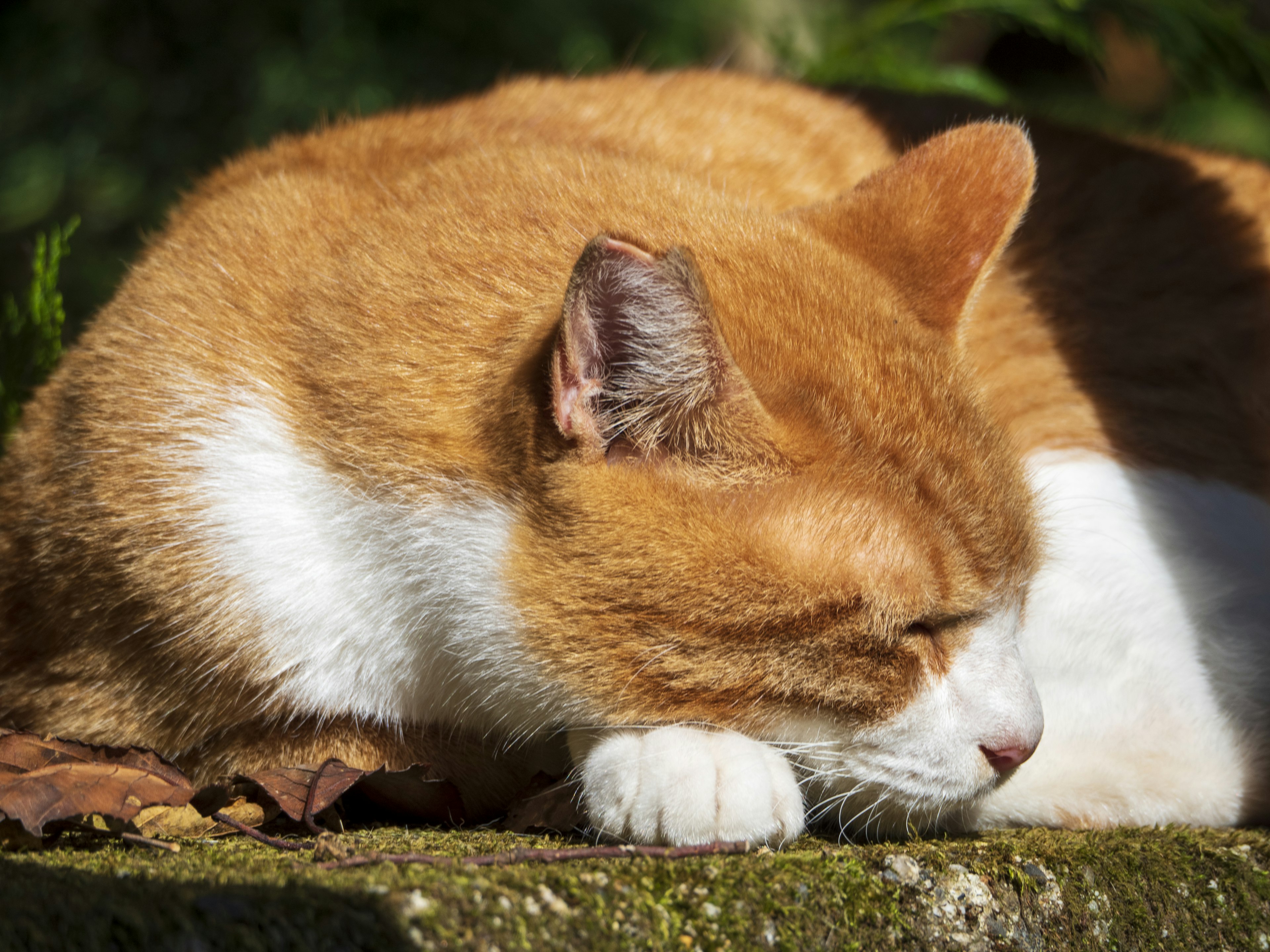 Kucing oranye dan putih bersantai di bawah sinar matahari