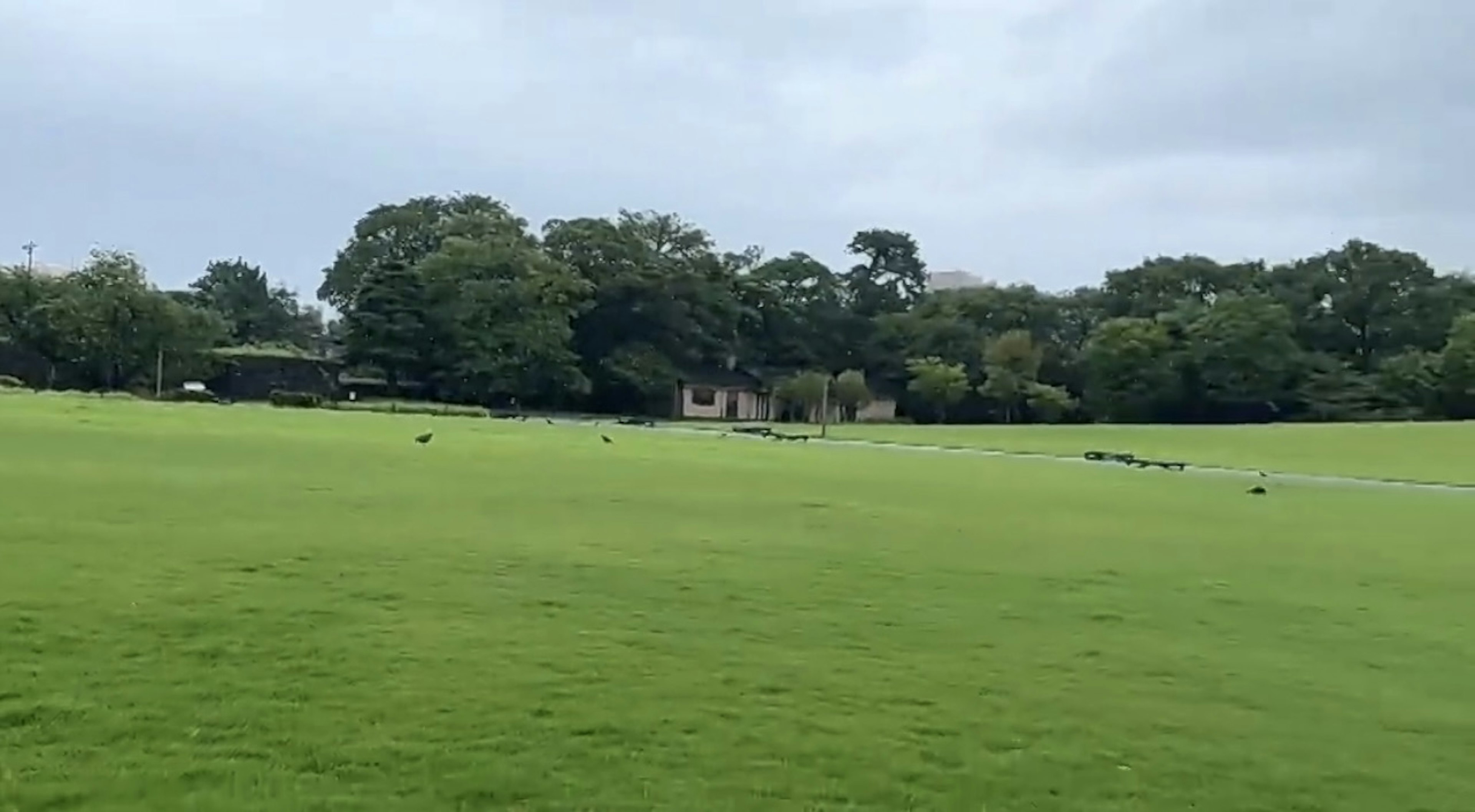 広い緑の草原と木々のある風景