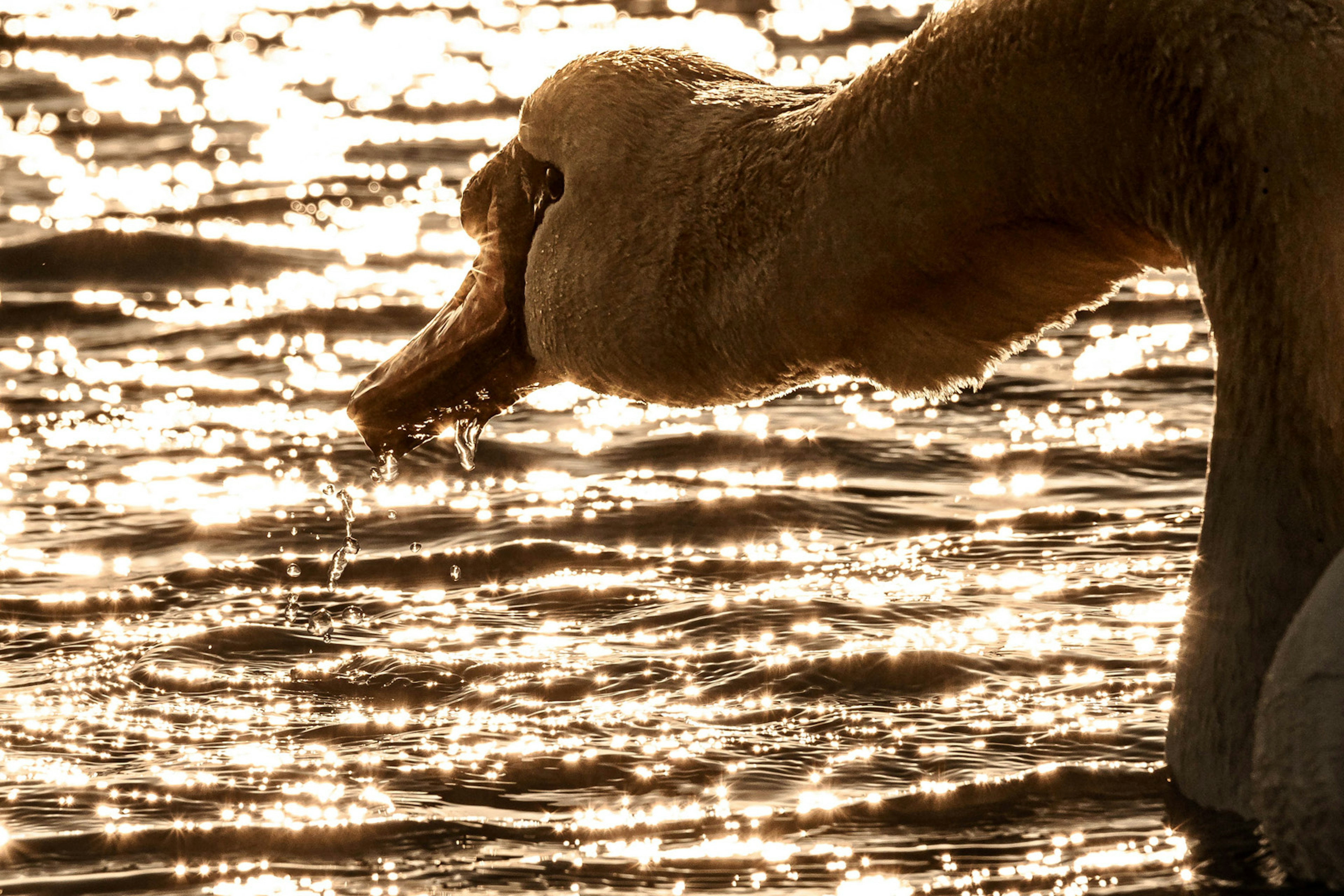 Gros plan sur la tête d'un cygne buvant de l'eau avec des reflets scintillants à la surface