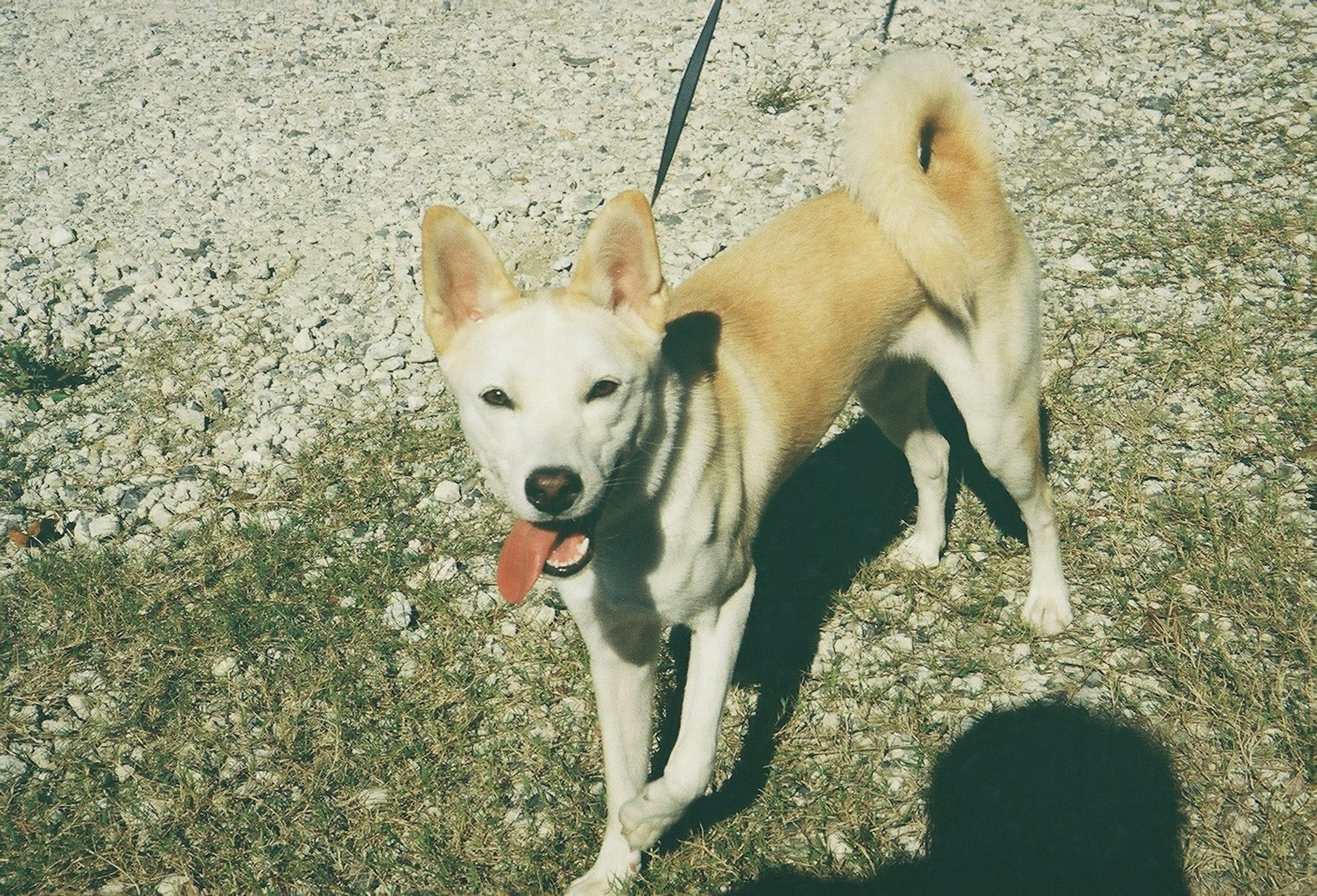 Un perro marrón y blanco de pie sobre la hierba con la lengua fuera