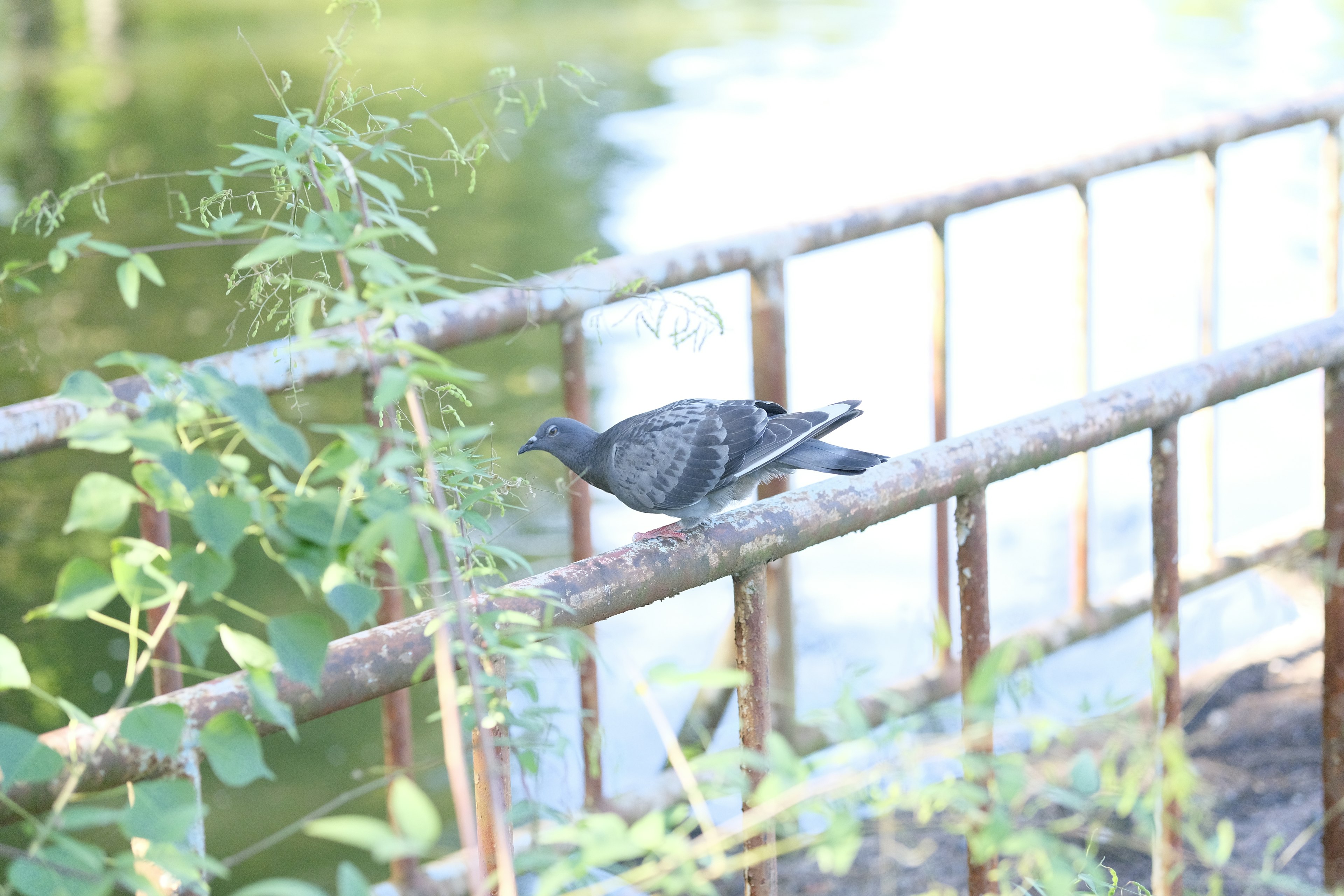 Pigeon perched on a rusty fence near a pond