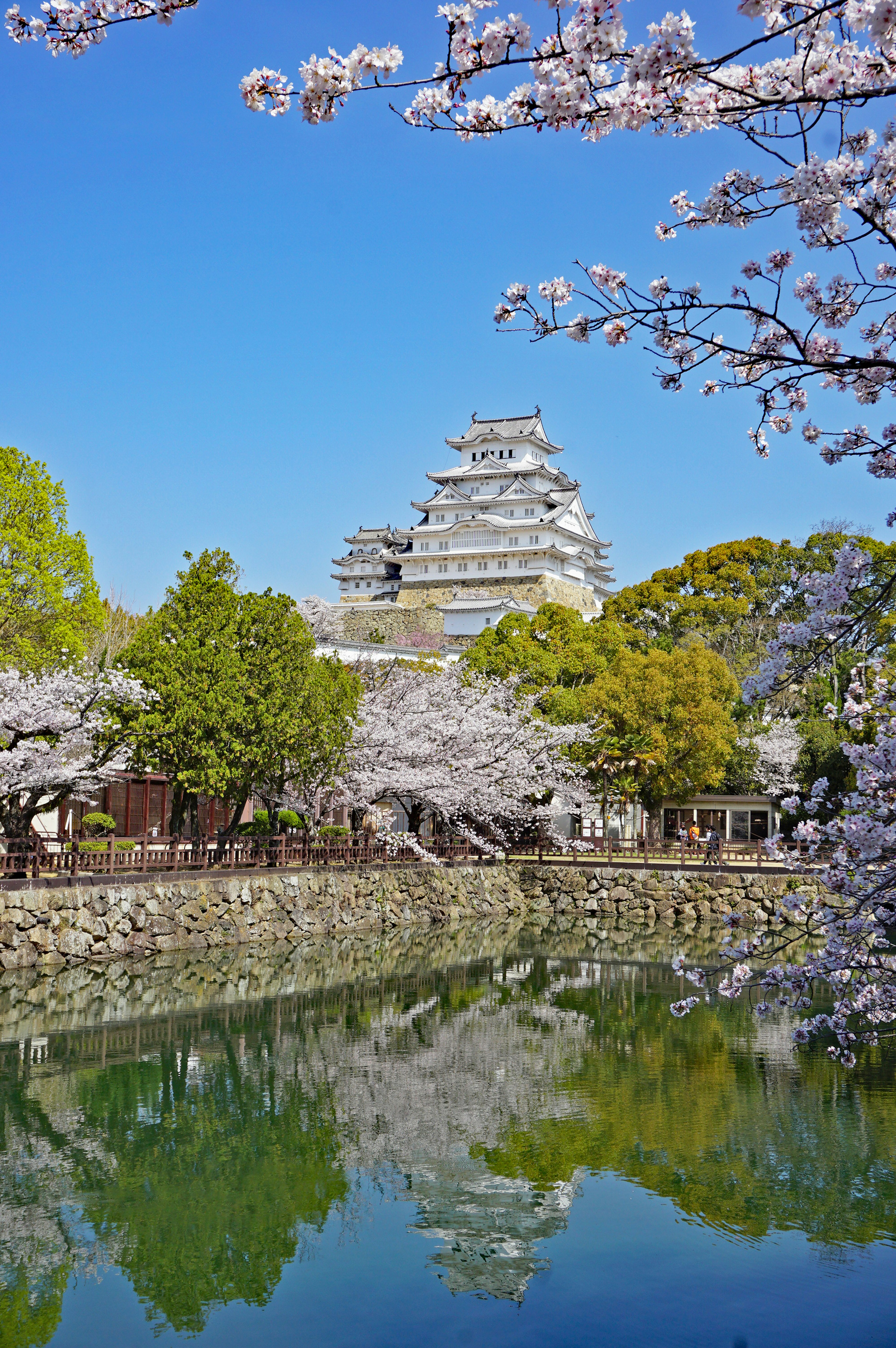 Pemandangan indah Kastil Himeji dikelilingi bunga sakura dan pepohonan hijau dengan pantulan di air