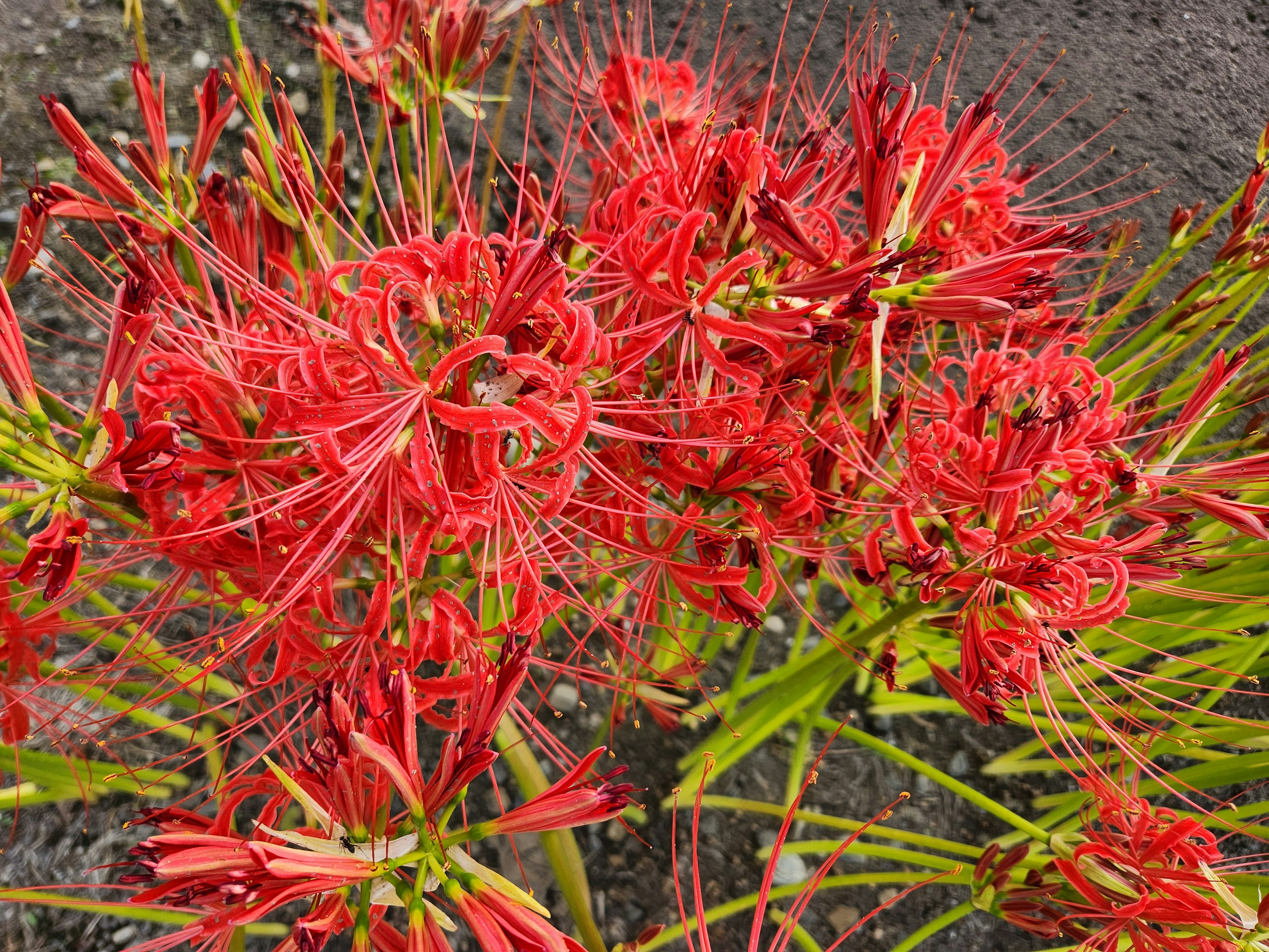 赤い花が咲いている植物のクローズアップ