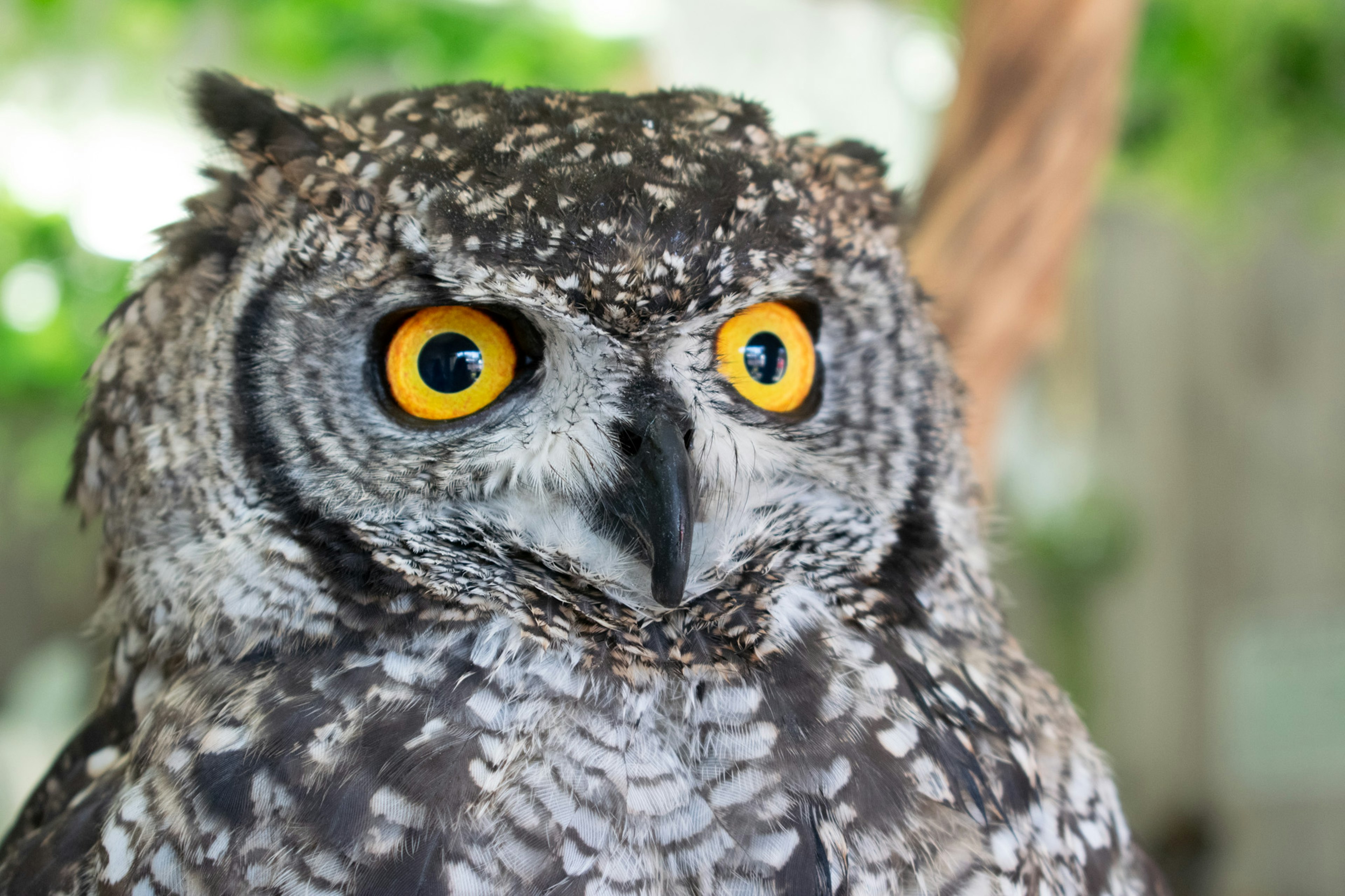 Close-up of an owl with large yellow eyes and spotted feathers