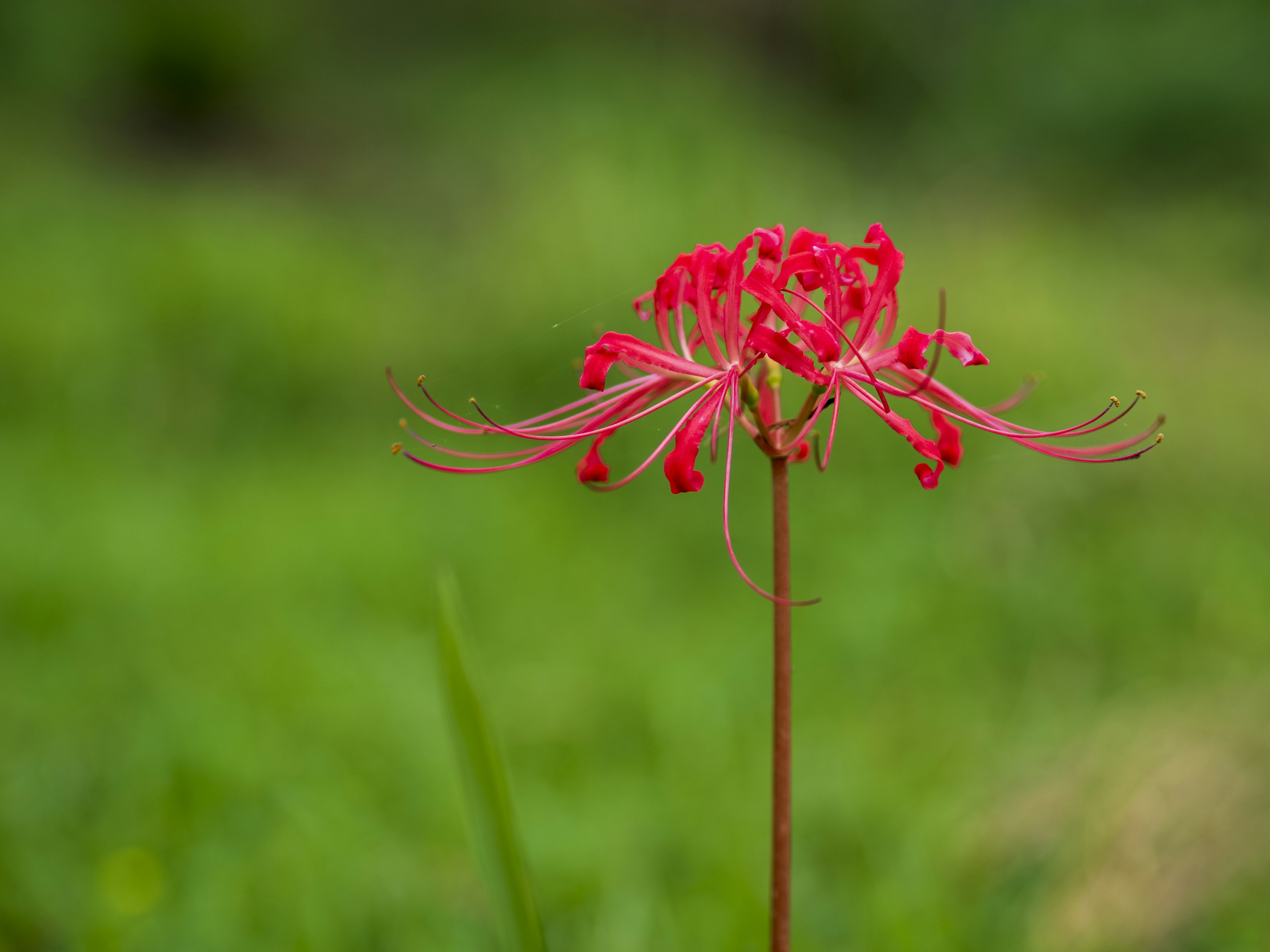 Red spider lily standing against a green background