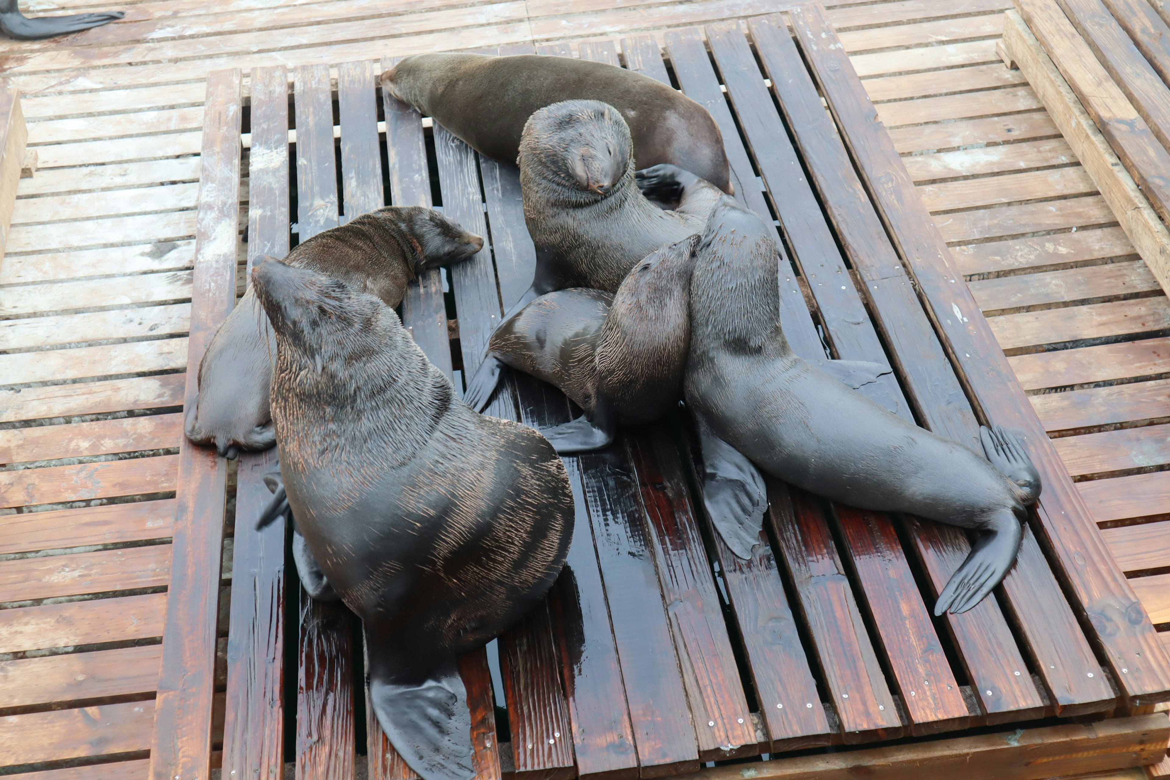 Several sea lions gathered on a wooden platform