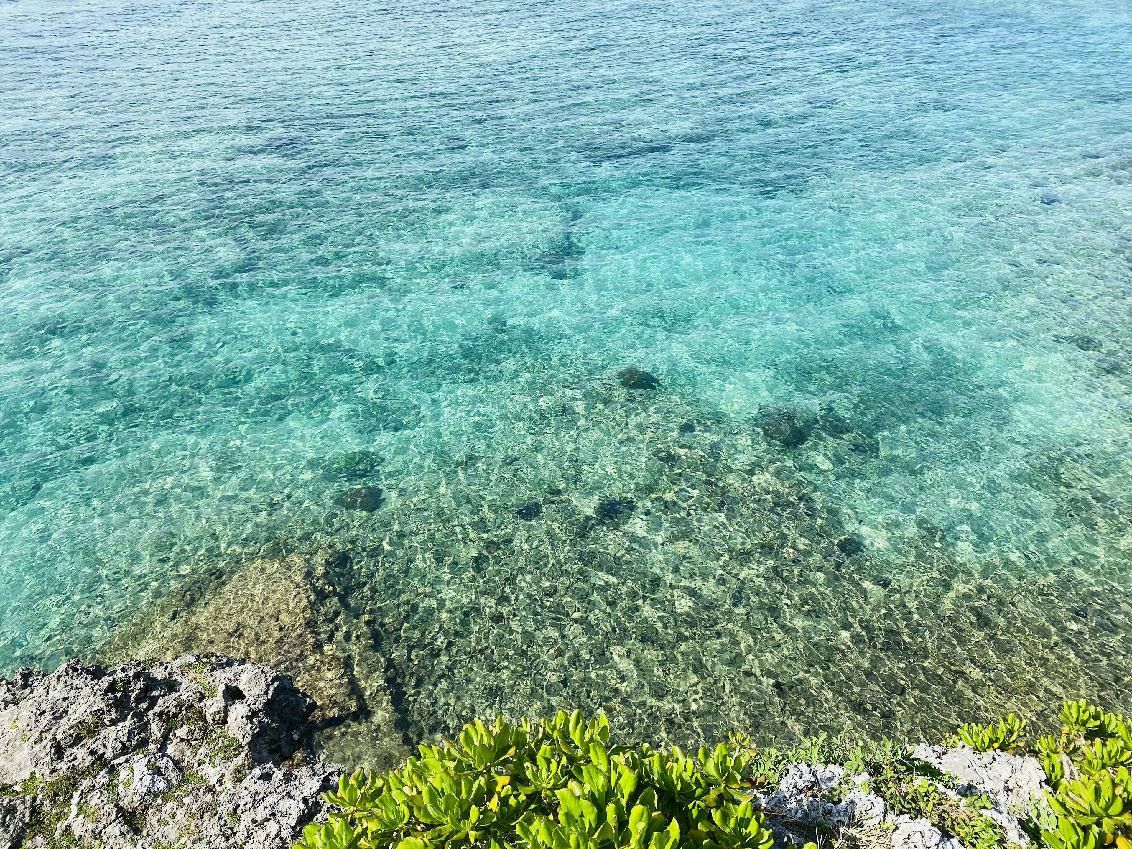 澄んだ青い海と岩の景色 植物が前景に見える