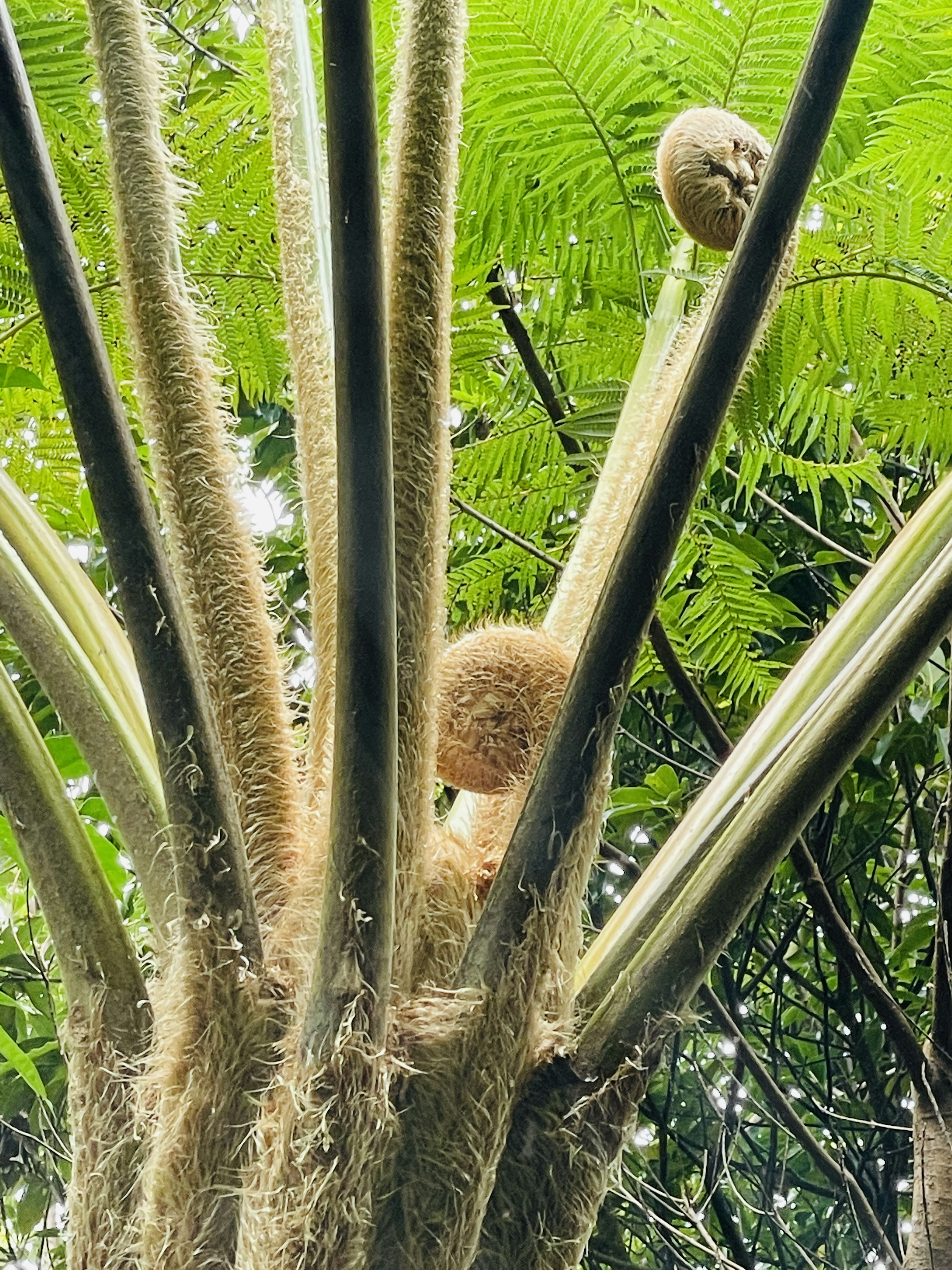 Close-up of a plant with green leaves and slender stems Round fruit visible at the top