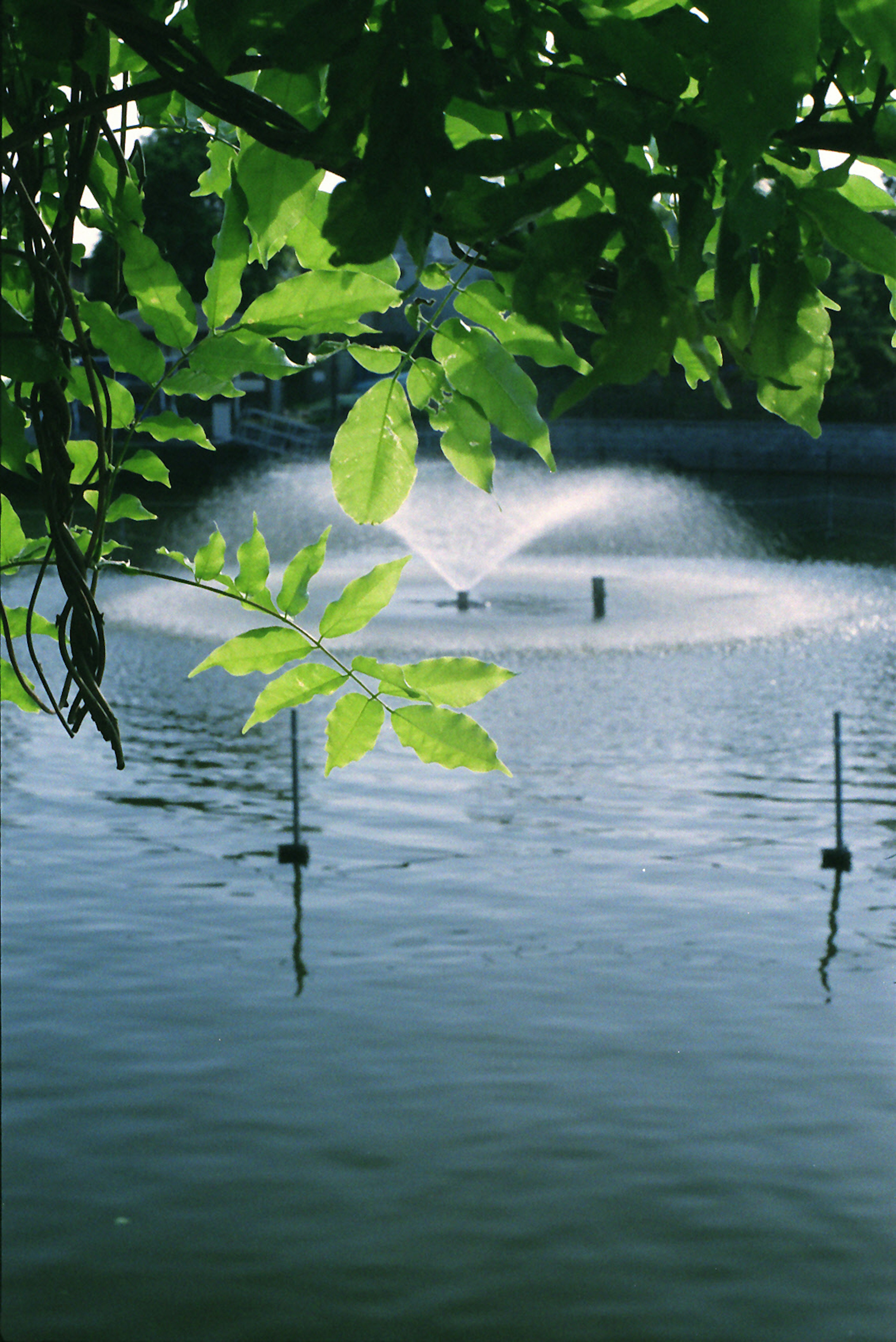 Fontana in uno stagno circondata da foglie verdi