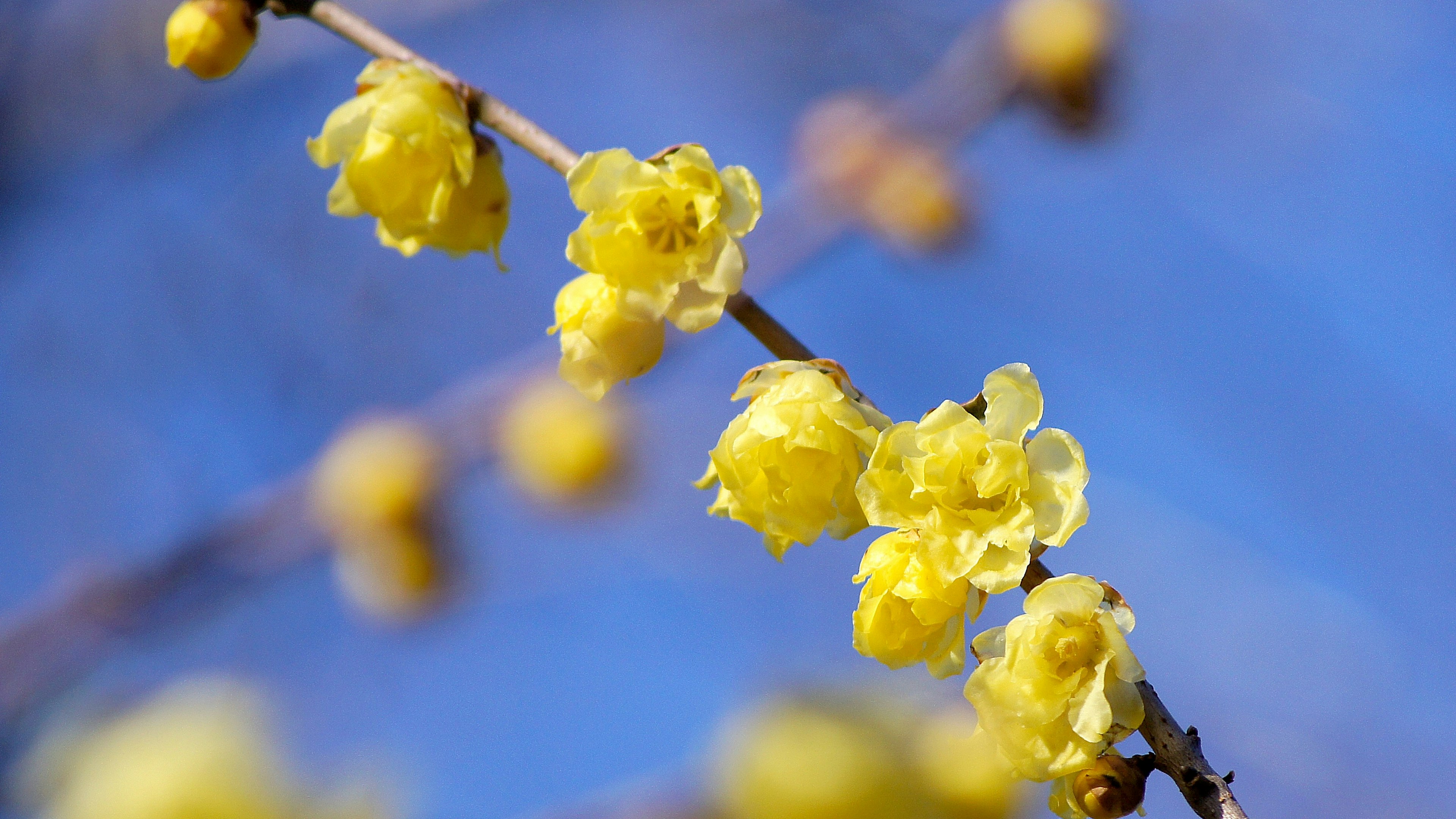 Zweig mit gelben Blumen vor blauem Himmel