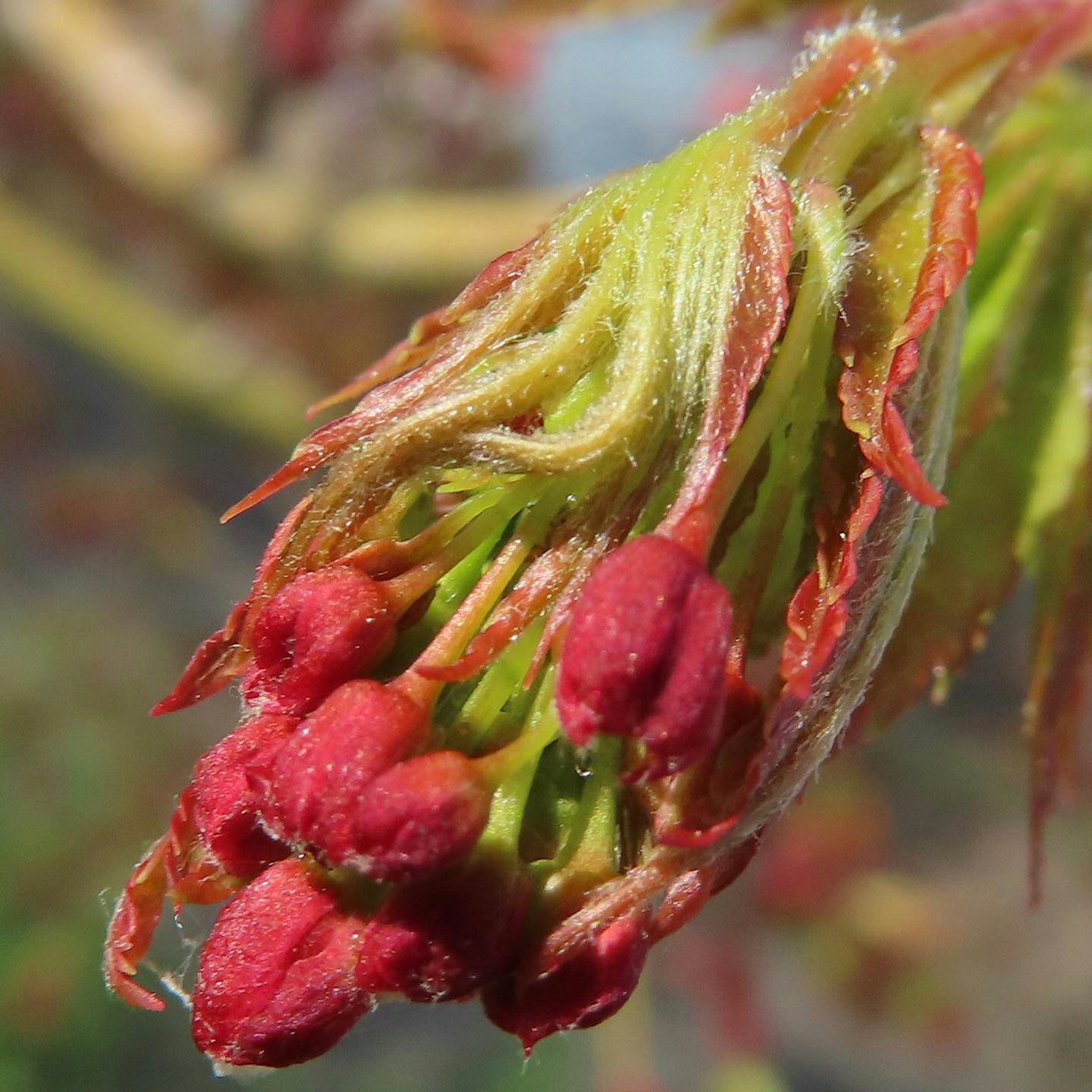 Nahaufnahme neuer Knospen mit roten Spitzen