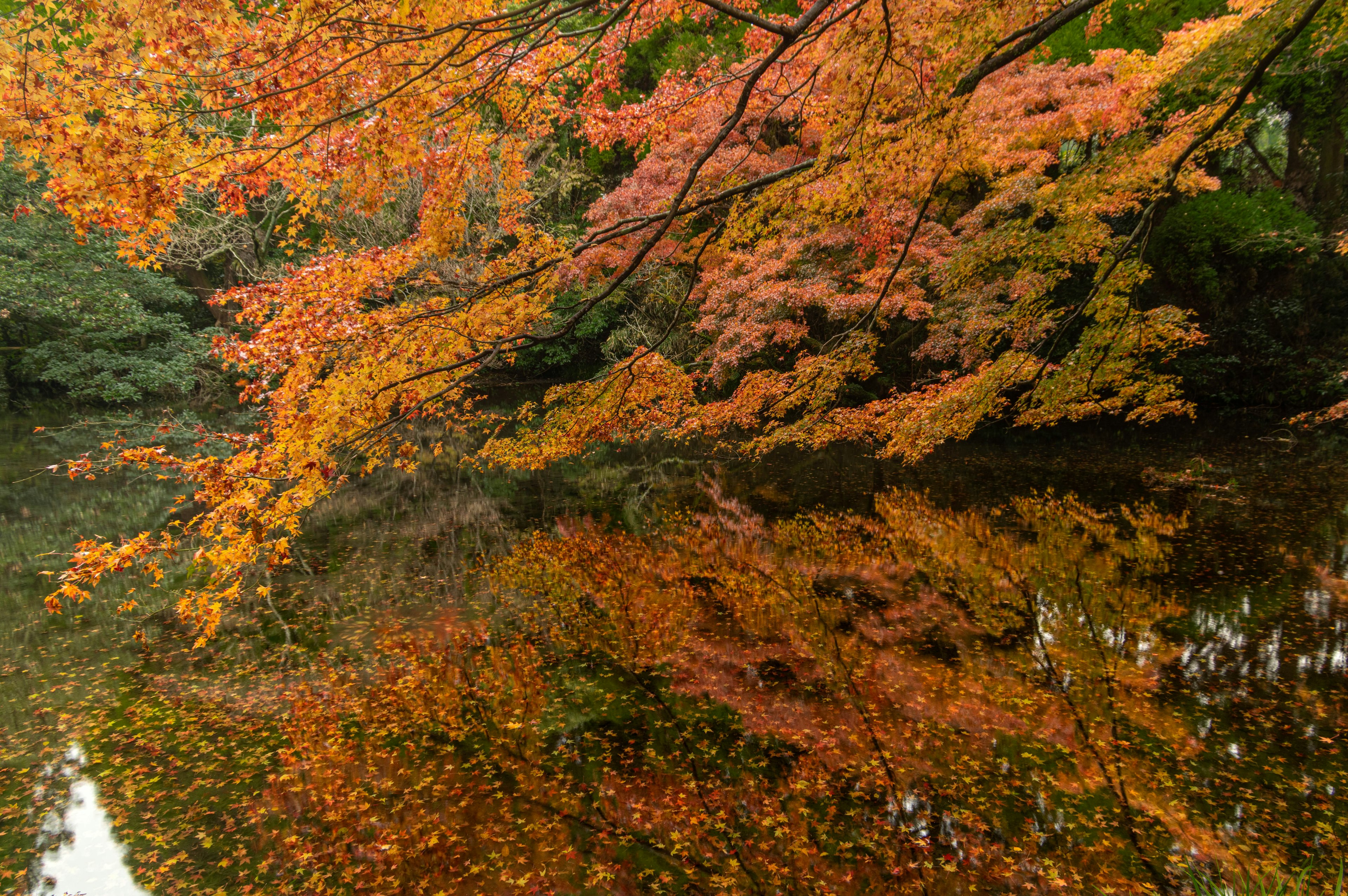 秋の紅葉が水面に映る美しい風景