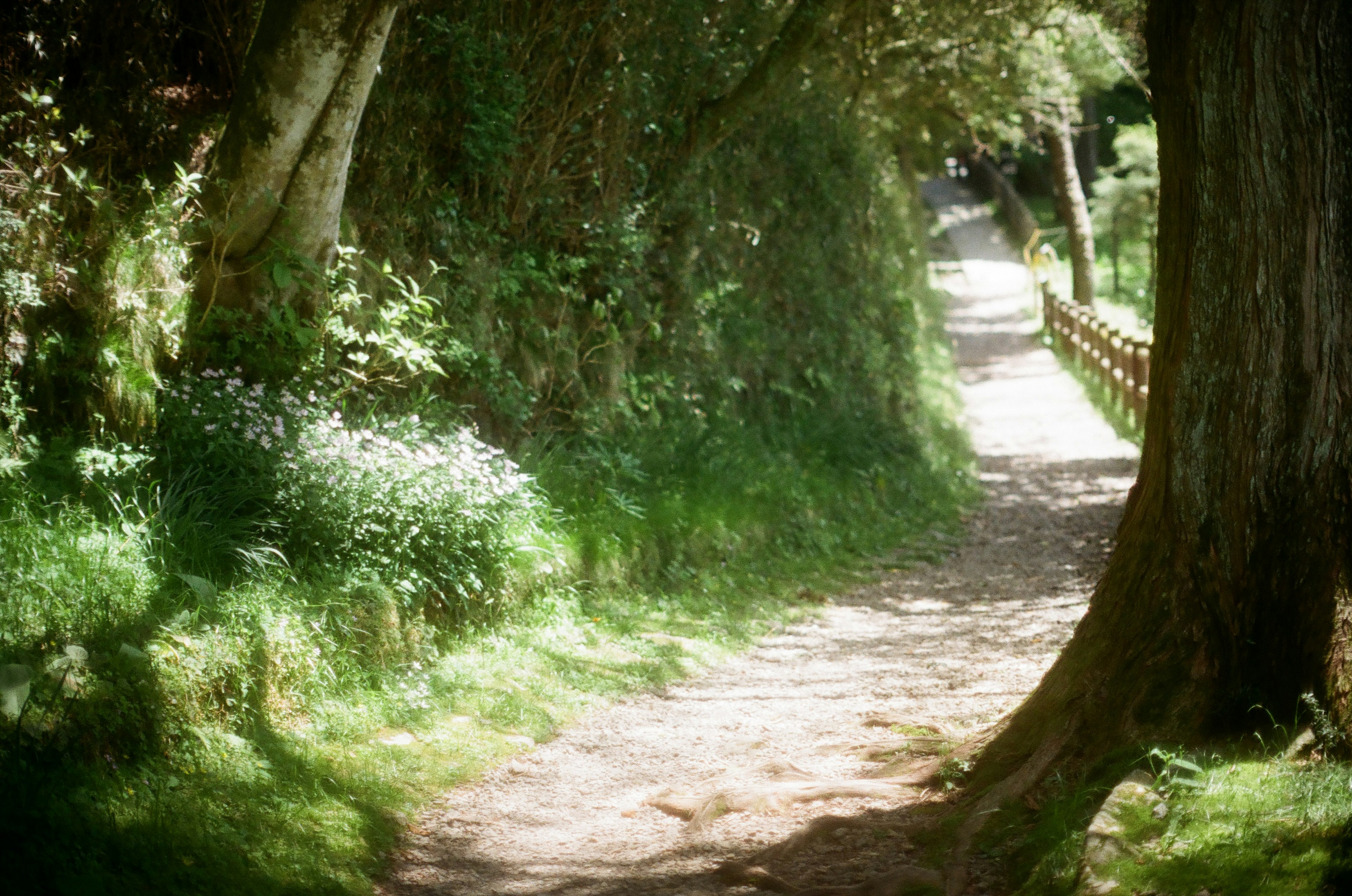 Lush pathway surrounded by trees and blooming flowers