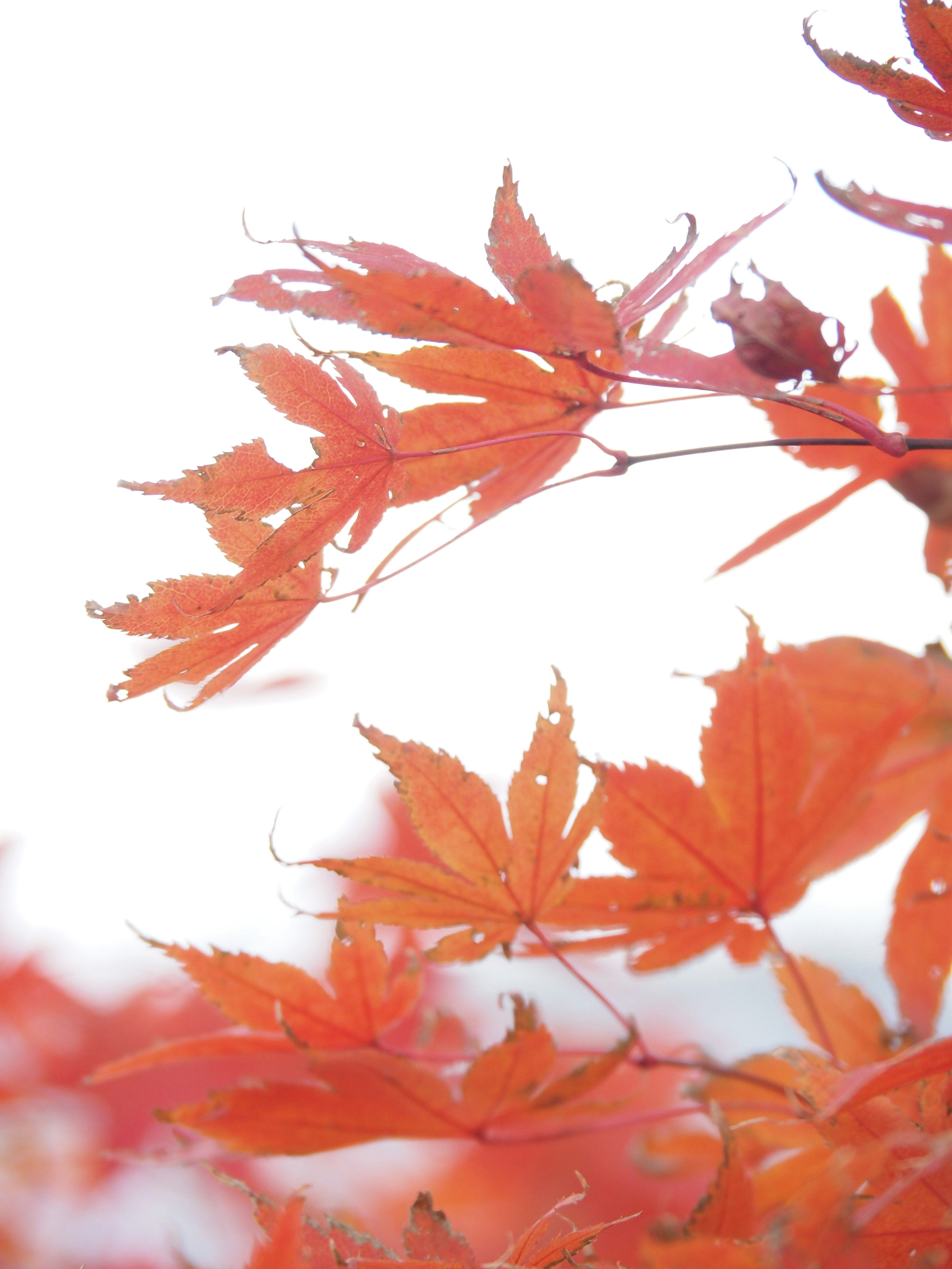 Vibrant red maple leaves against a white background