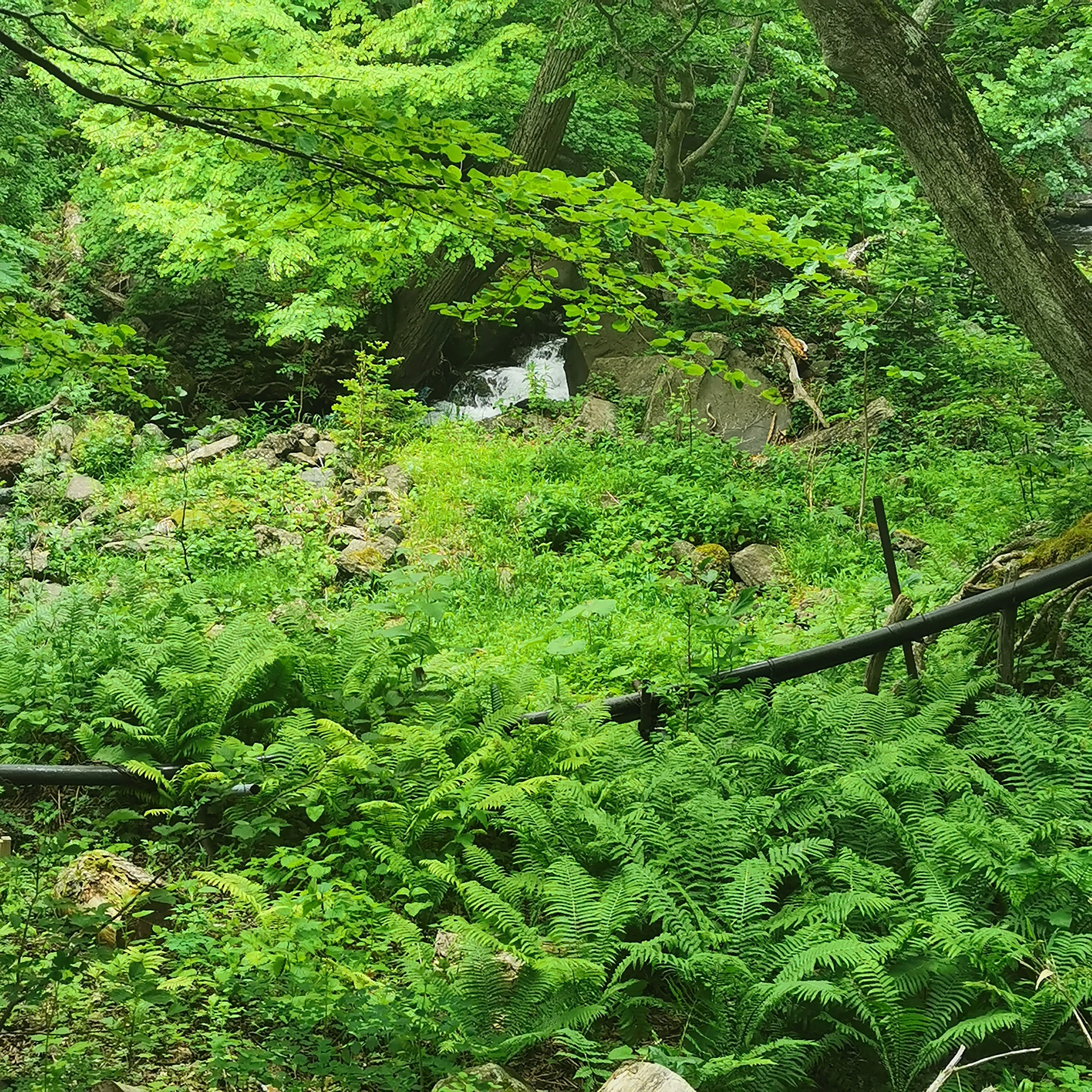 Scena di foresta verdeggiante con felci e un piccolo ruscello