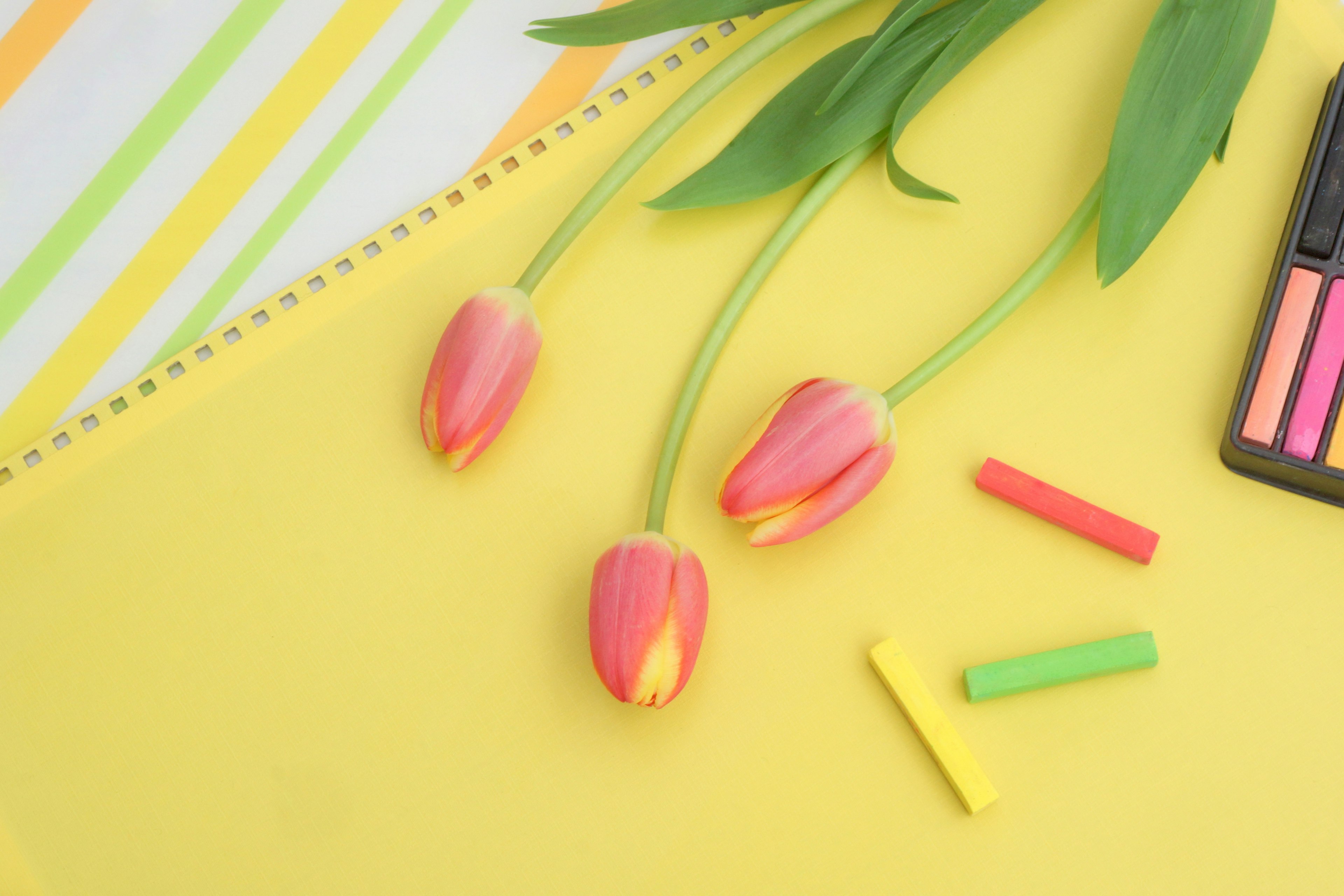 Rosa Tulpen auf gelbem Hintergrund mit bunten Kreidestücken