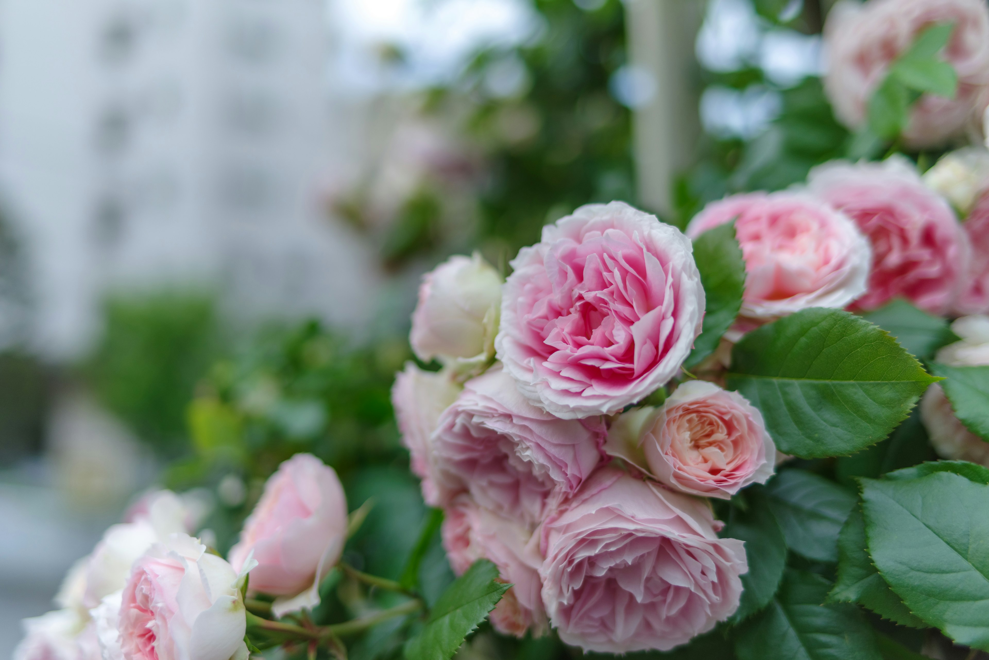 Nahaufnahme von blühenden rosa Rosen mit verschwommenem Gebäude im Hintergrund