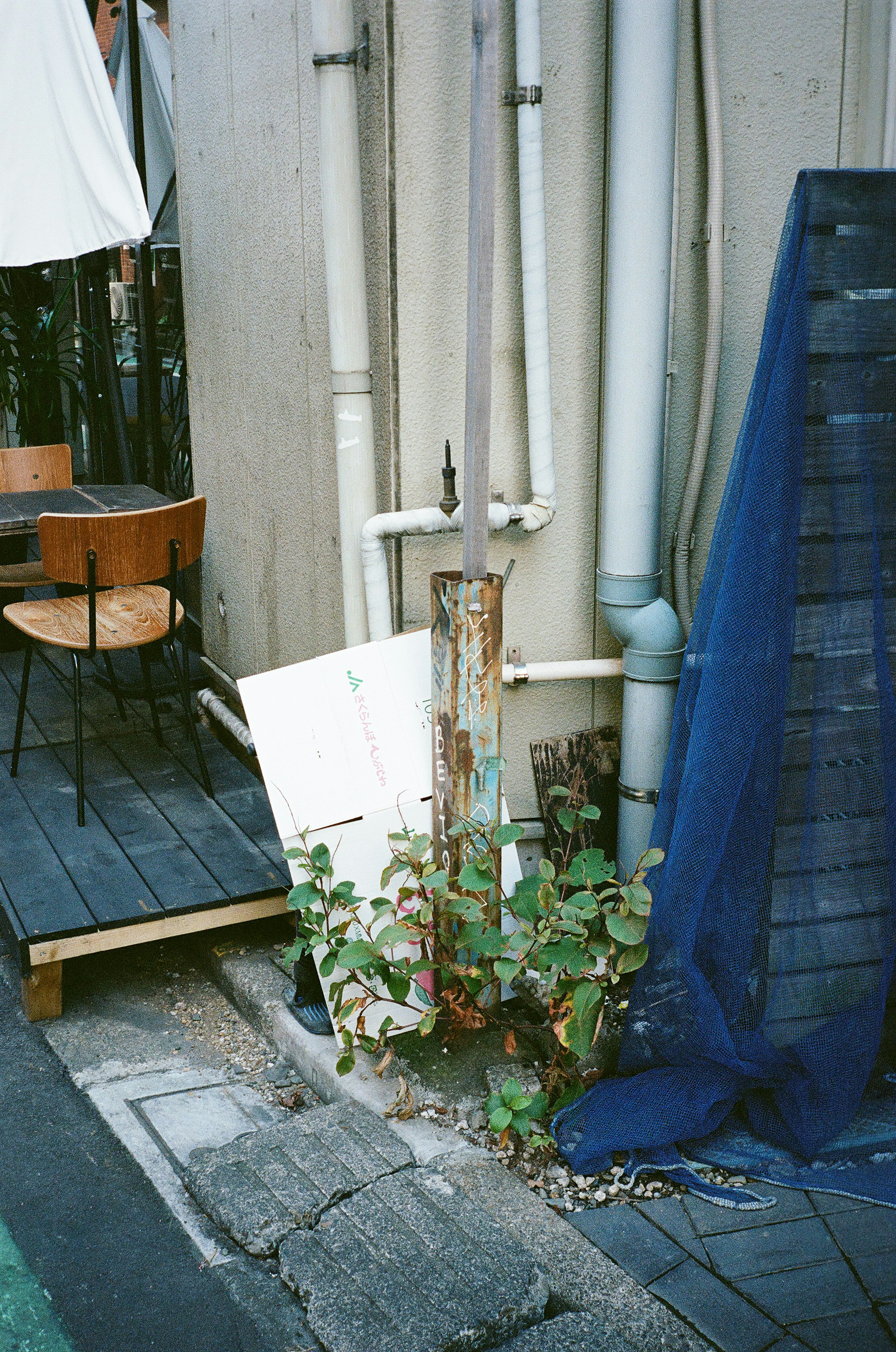 Una planta creciendo en una esquina de un callejón estrecho con una silla de madera cercana tela azul y tuberías en la pared