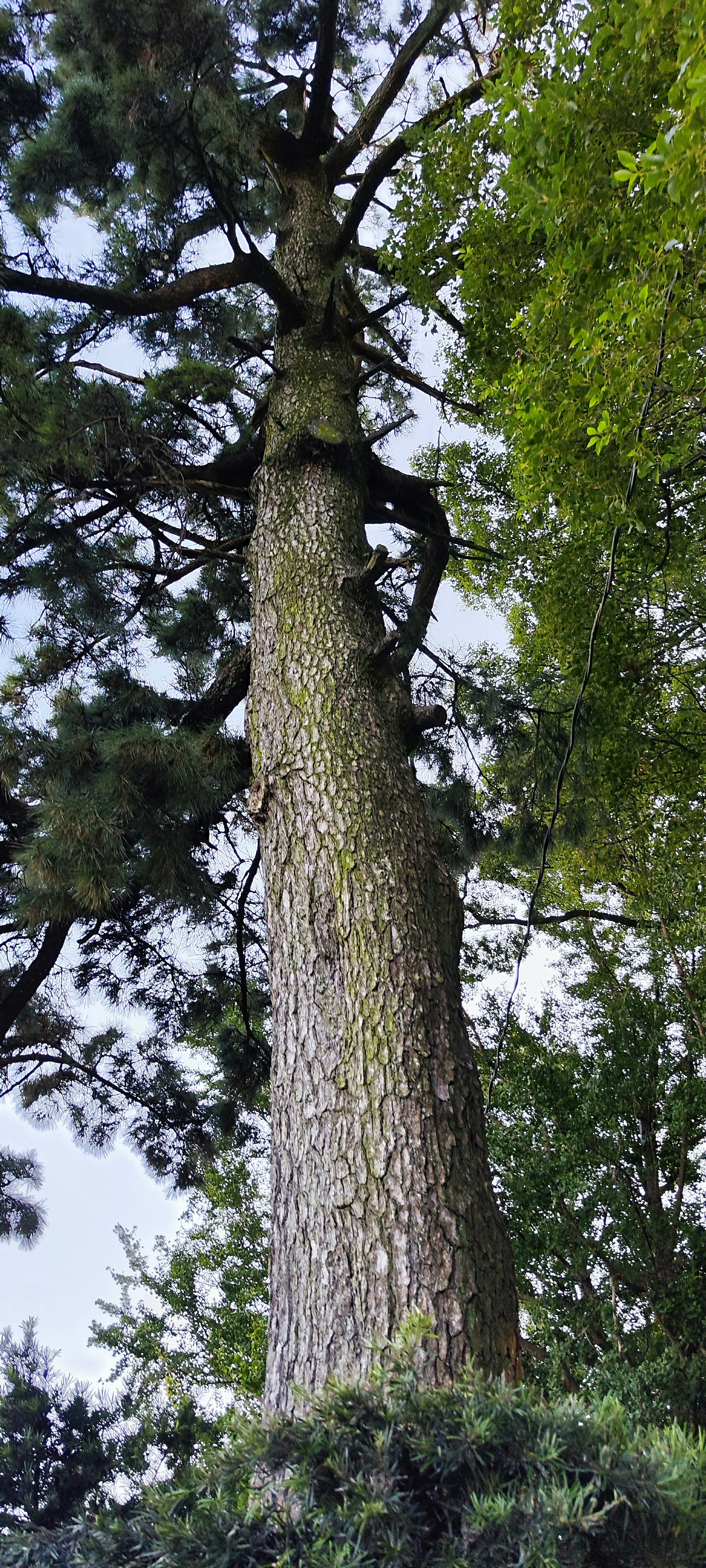 Tronco de árbol alto que se extiende hacia arriba en un paisaje verde