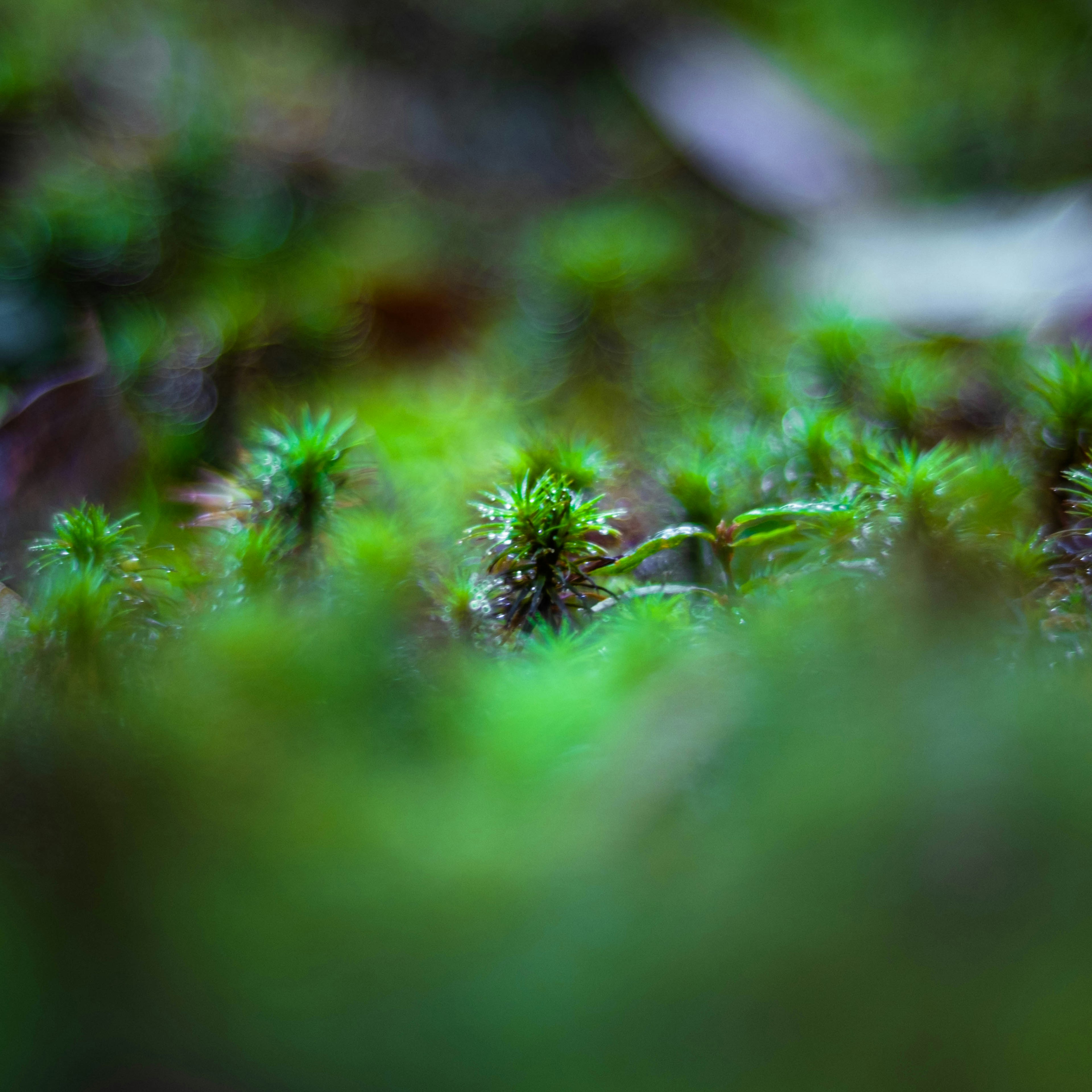 緑色の苔の生えた風景のクローズアップ写真