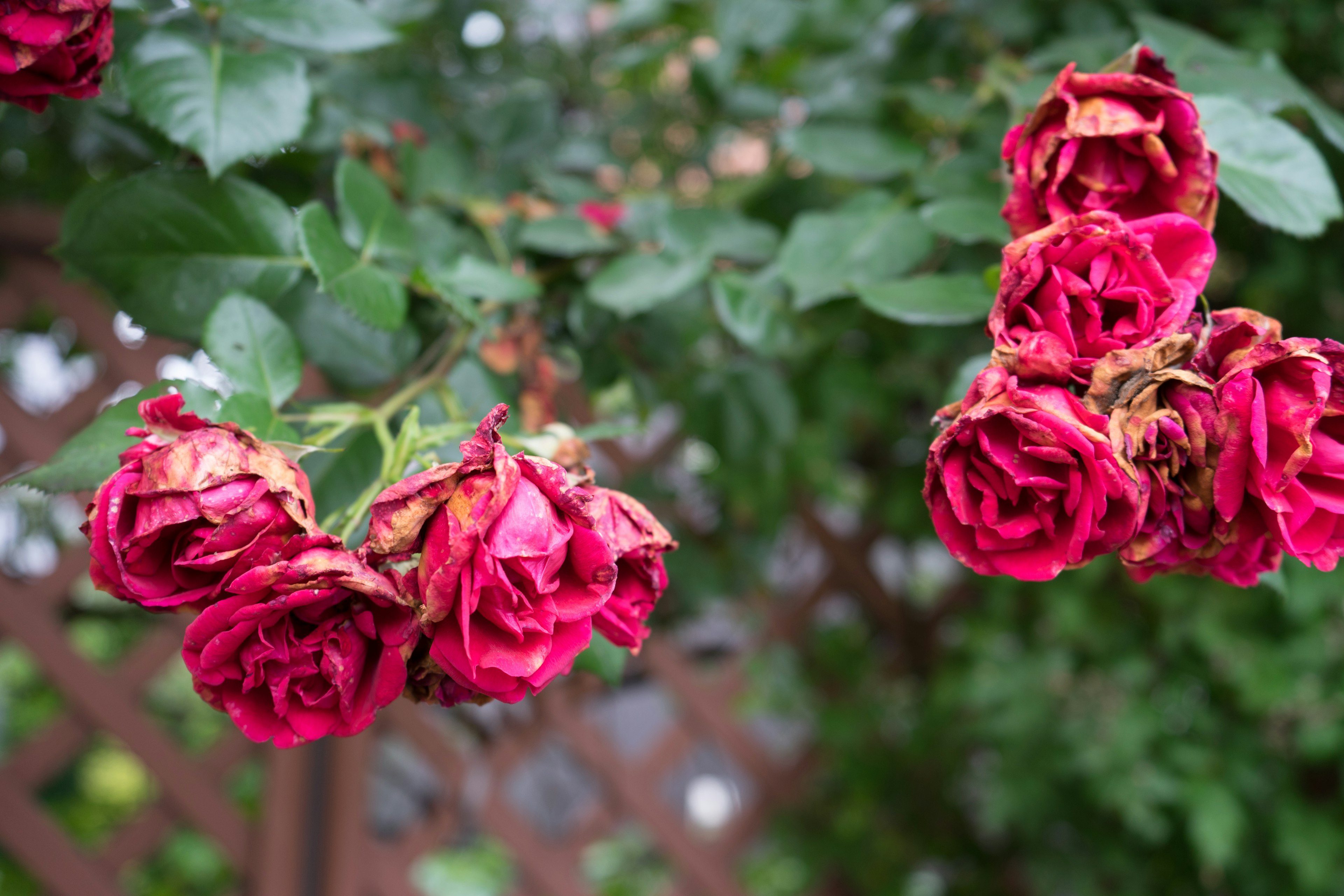 赤い枯れたバラの花が緑の葉の中に咲いている