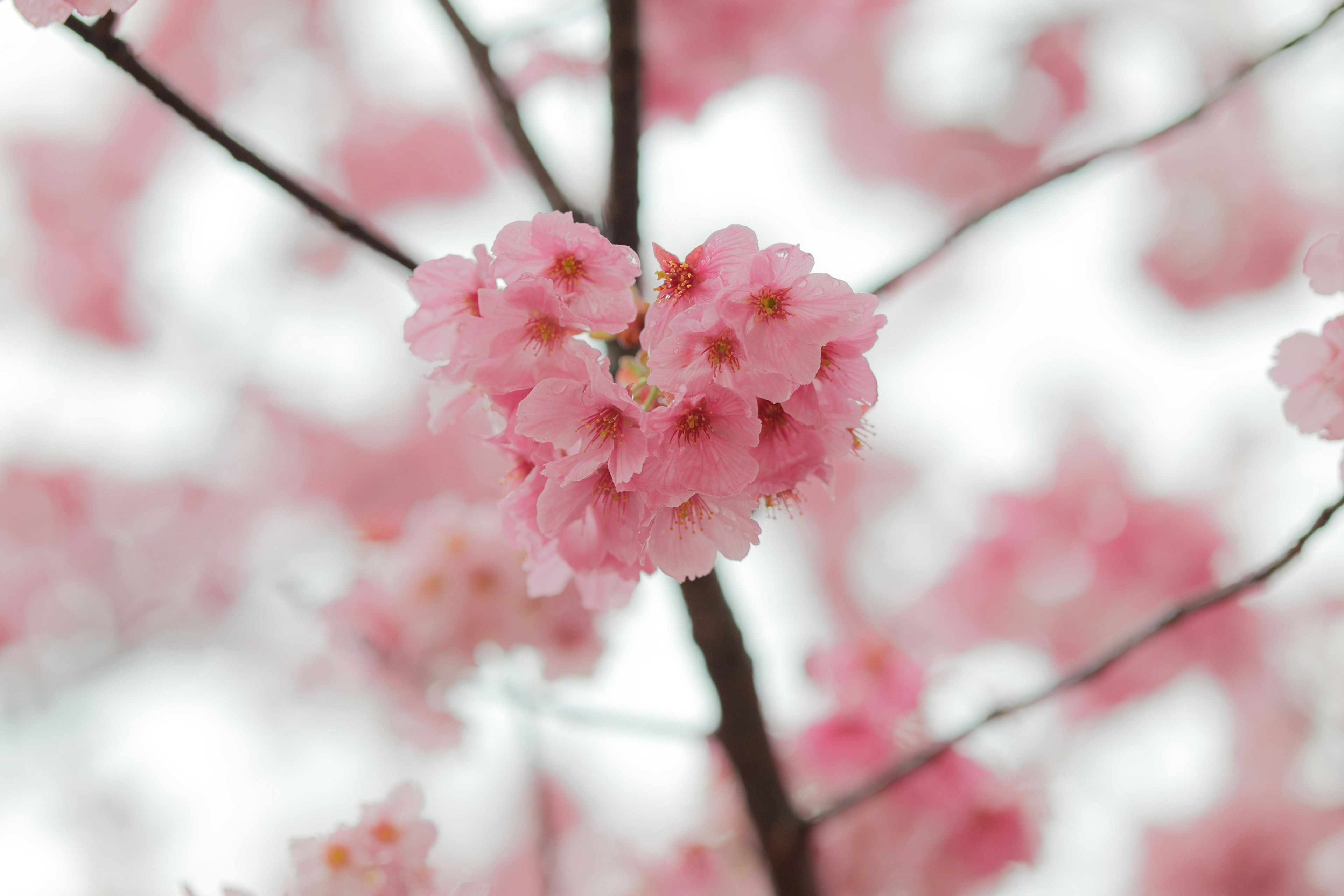 桜の花が咲いている枝のクローズアップ