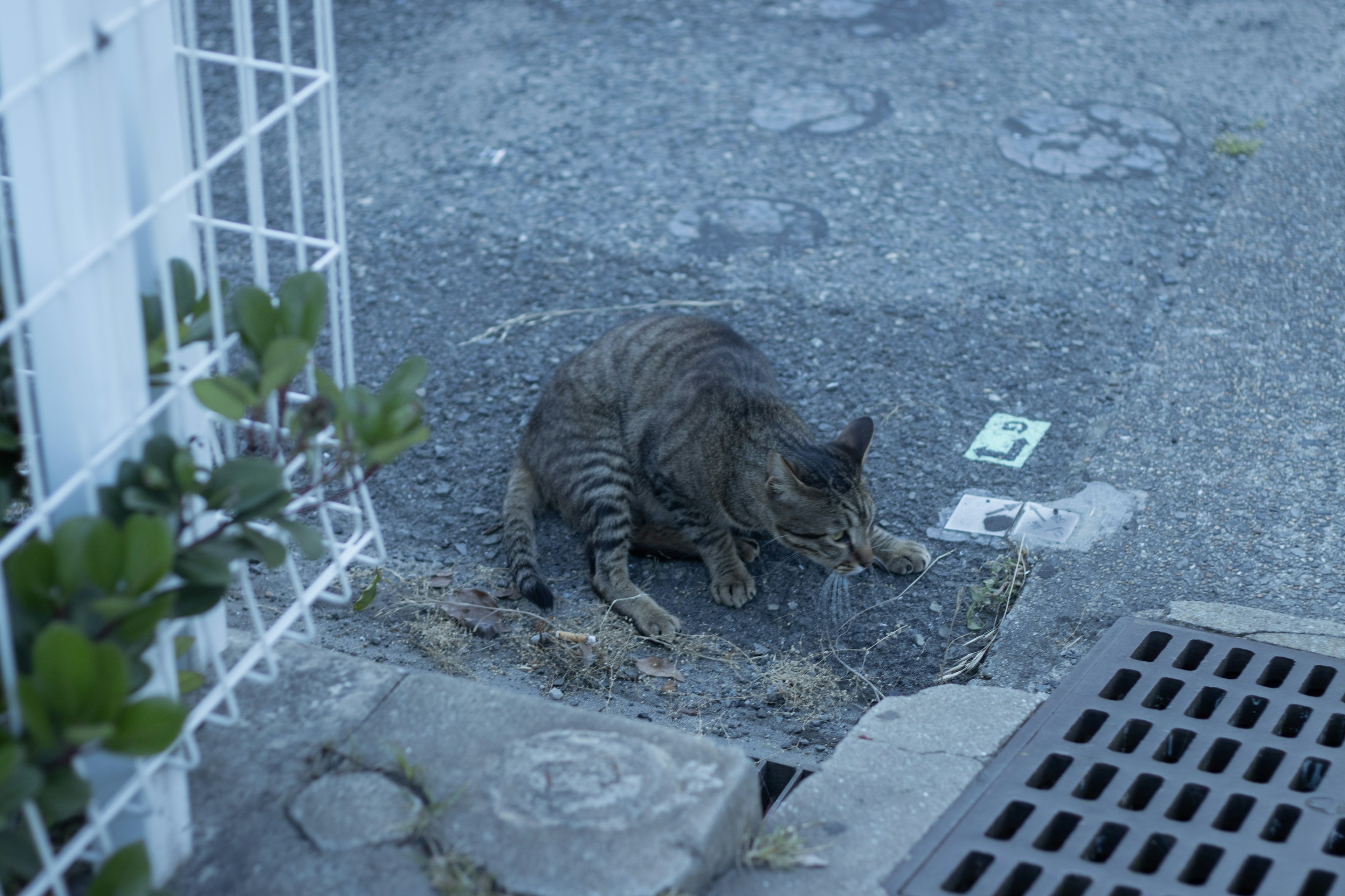 A cat lounging on the pavement in a relaxed pose