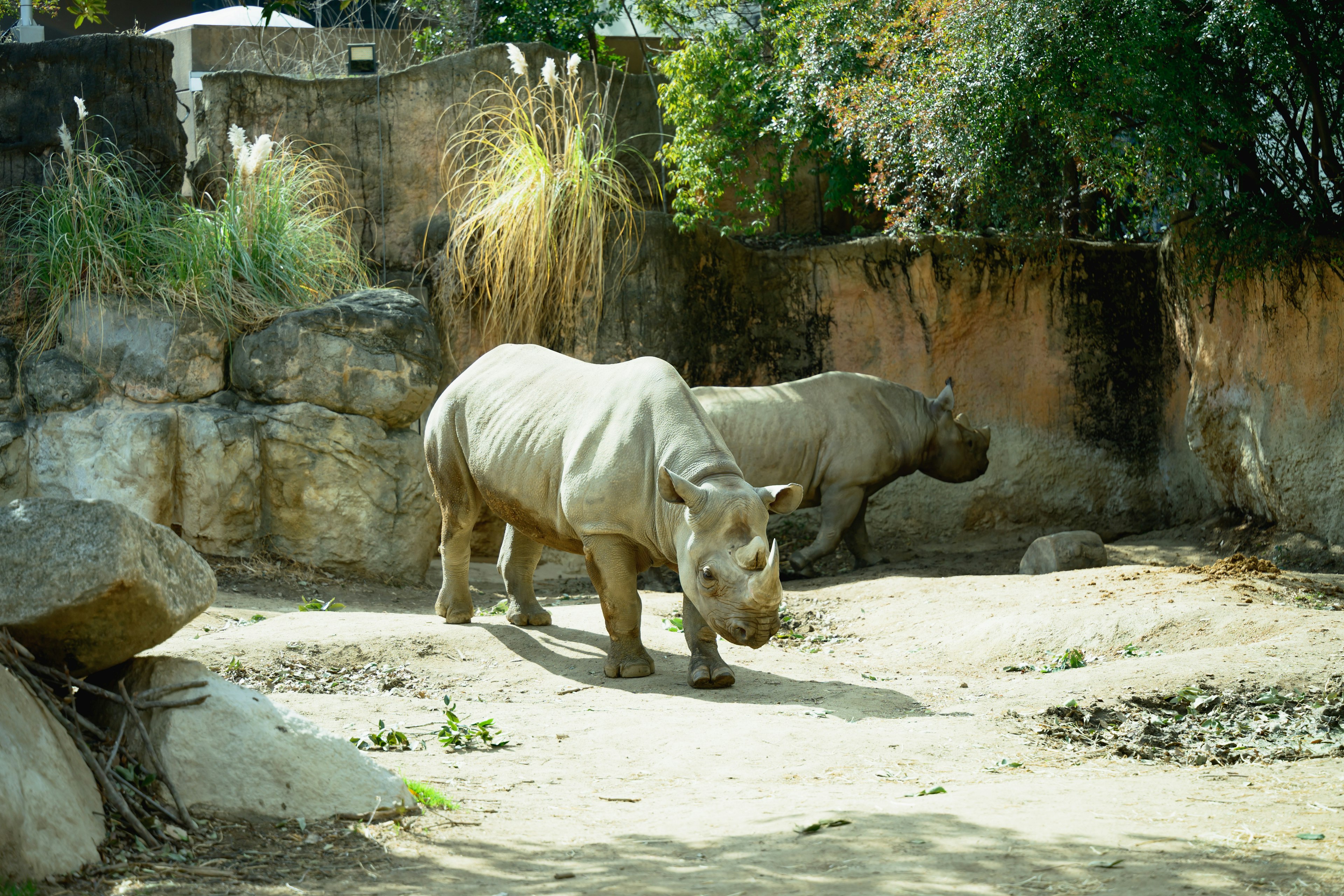 動物園のサイが砂地を歩いている様子