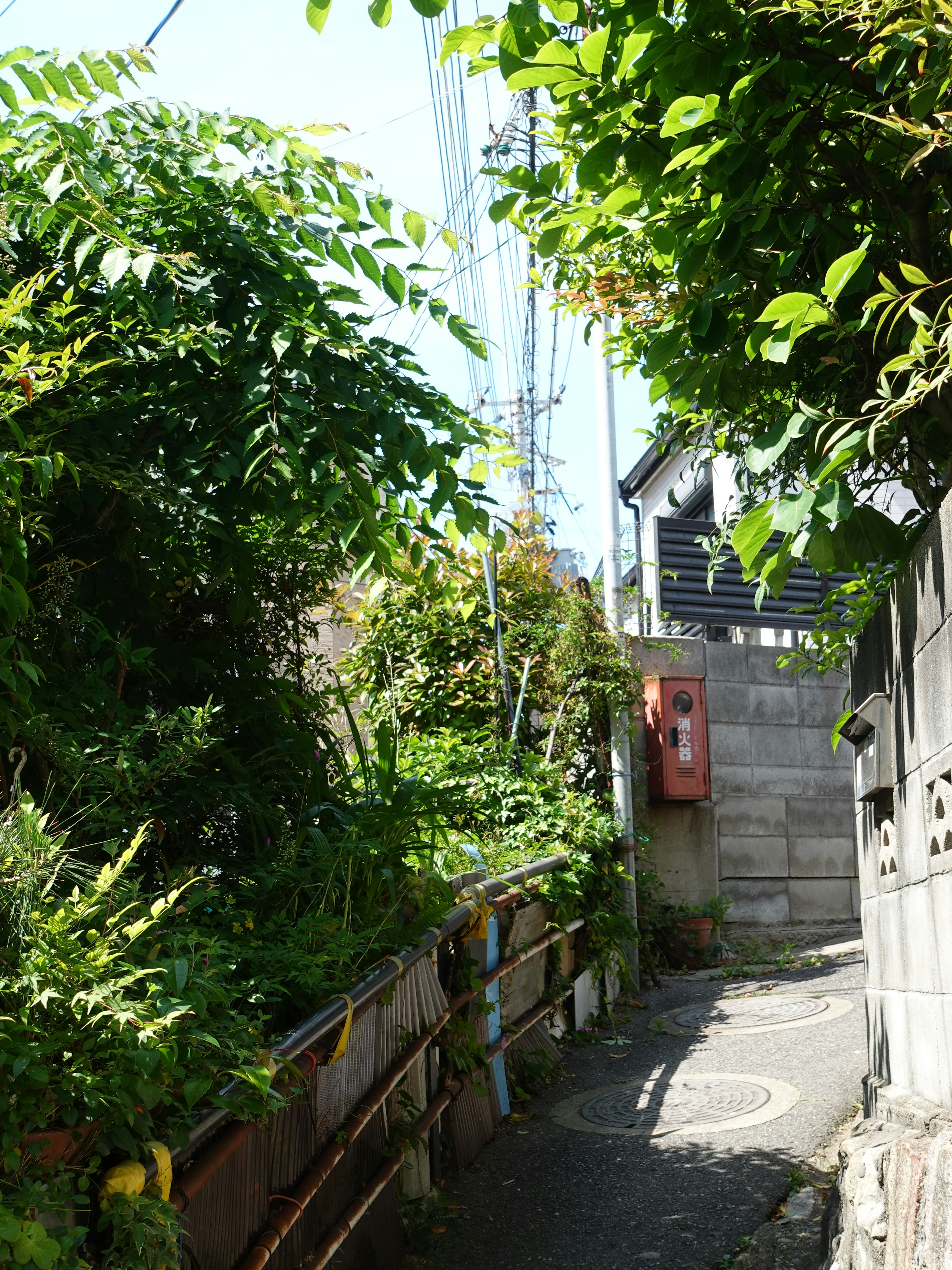 Narrow pathway surrounded by lush greenery