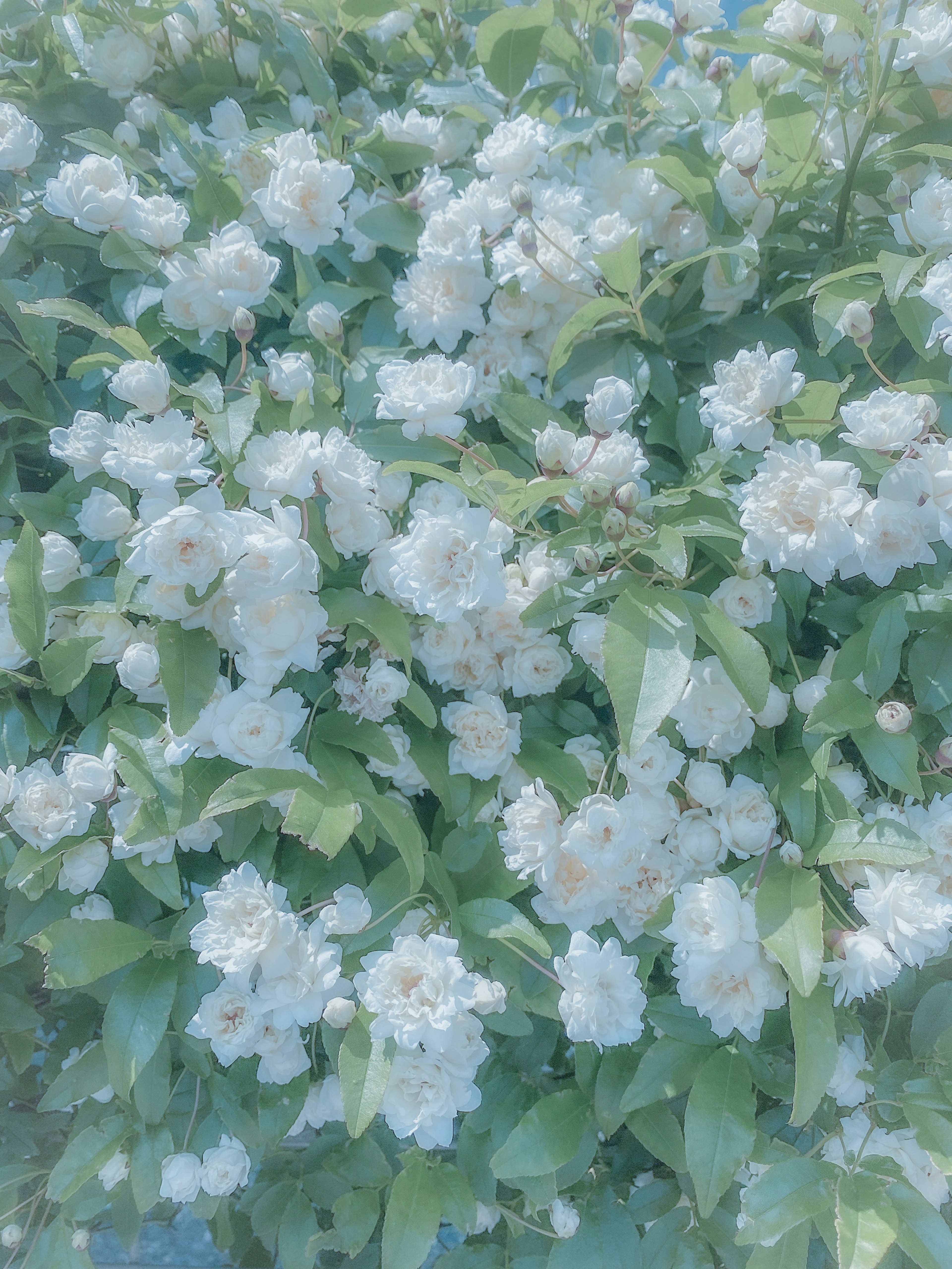 Gros plan d'un buisson vert luxuriant couvert de fleurs blanches