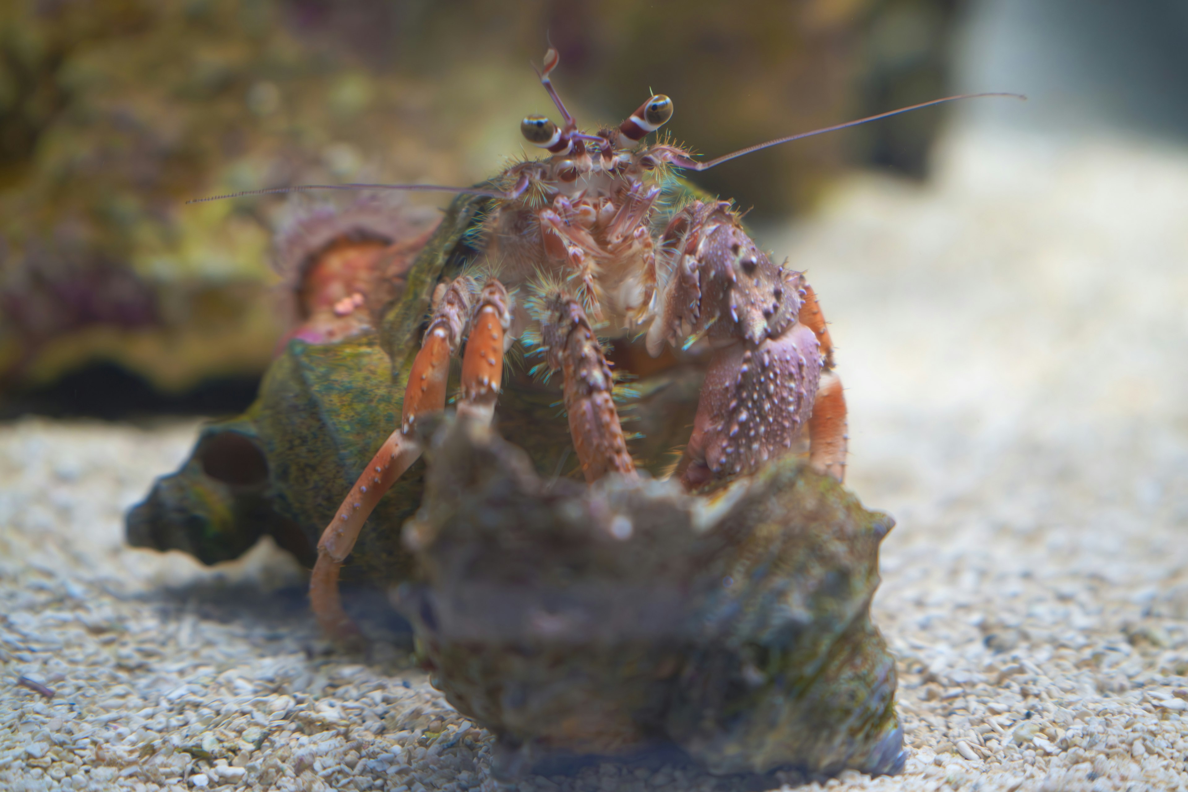 A hermit crab inside a shell in an underwater scene