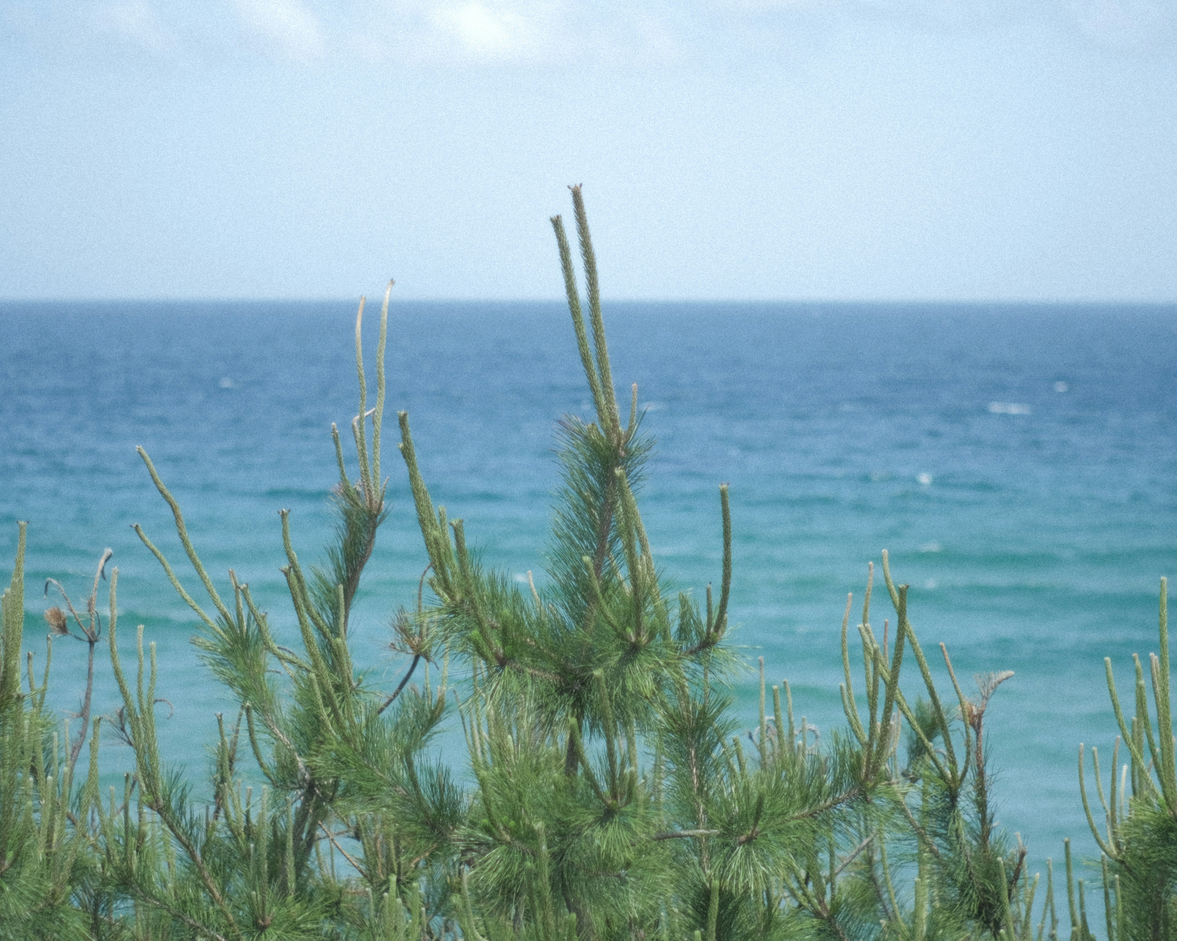 Vista dell'oceano blu con pini verdi