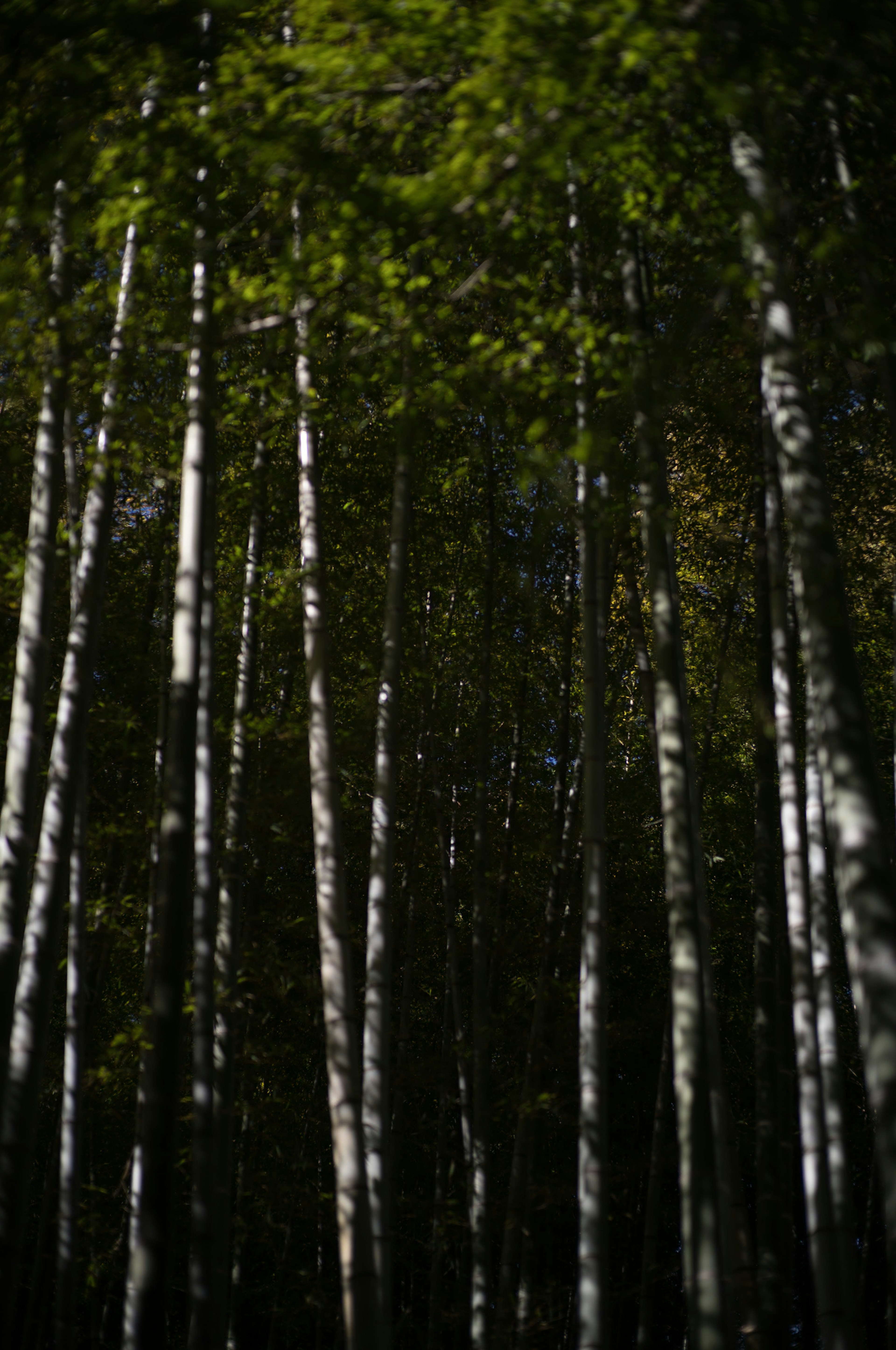 緑の葉を持つ白い幹の木々が立ち並ぶ森の風景