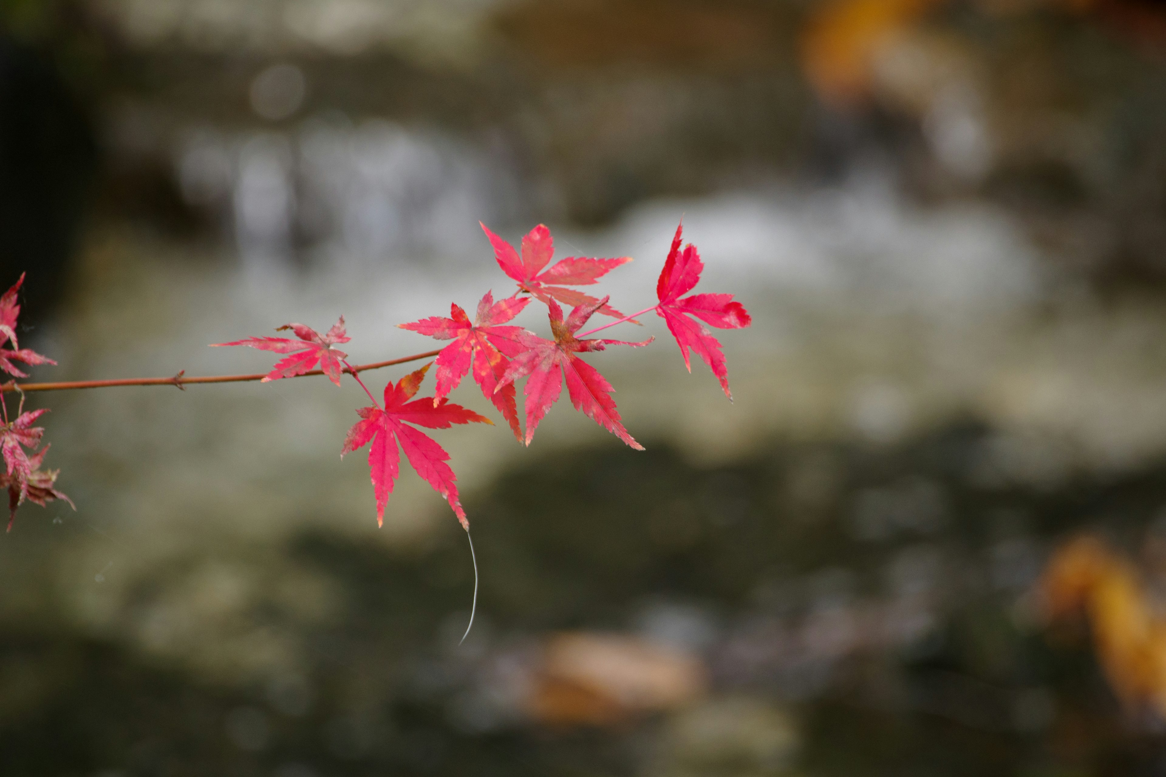 Foglie di acero rosse vicino all'acqua che scorre