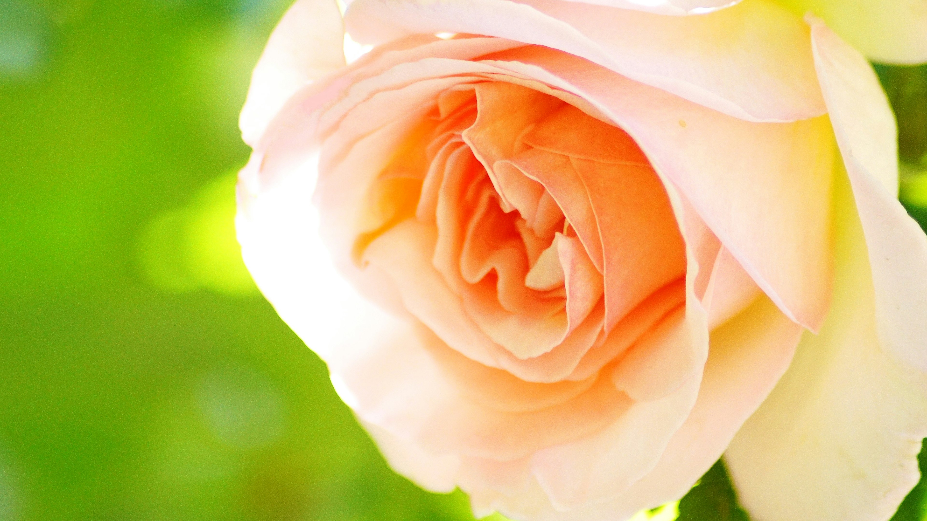 Soft pink rose petals in bloom