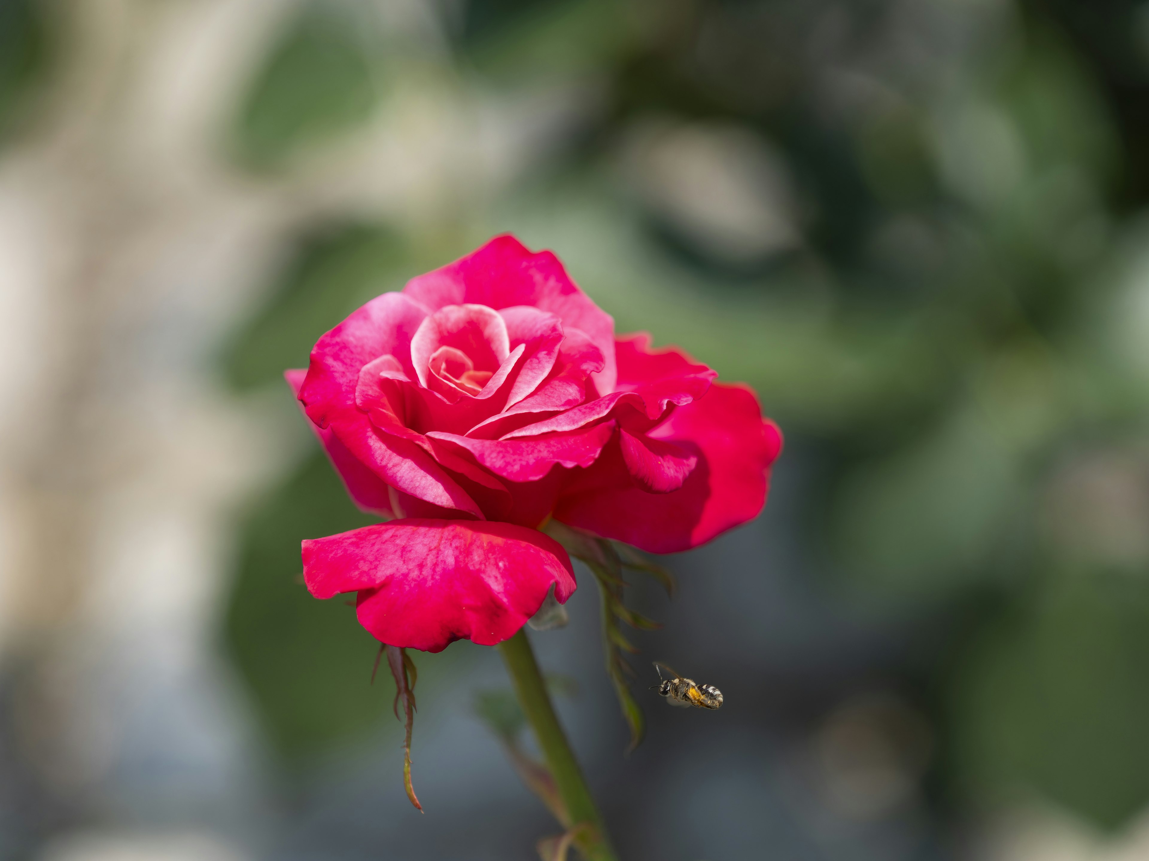 Vibrant pink rose flower against a green background