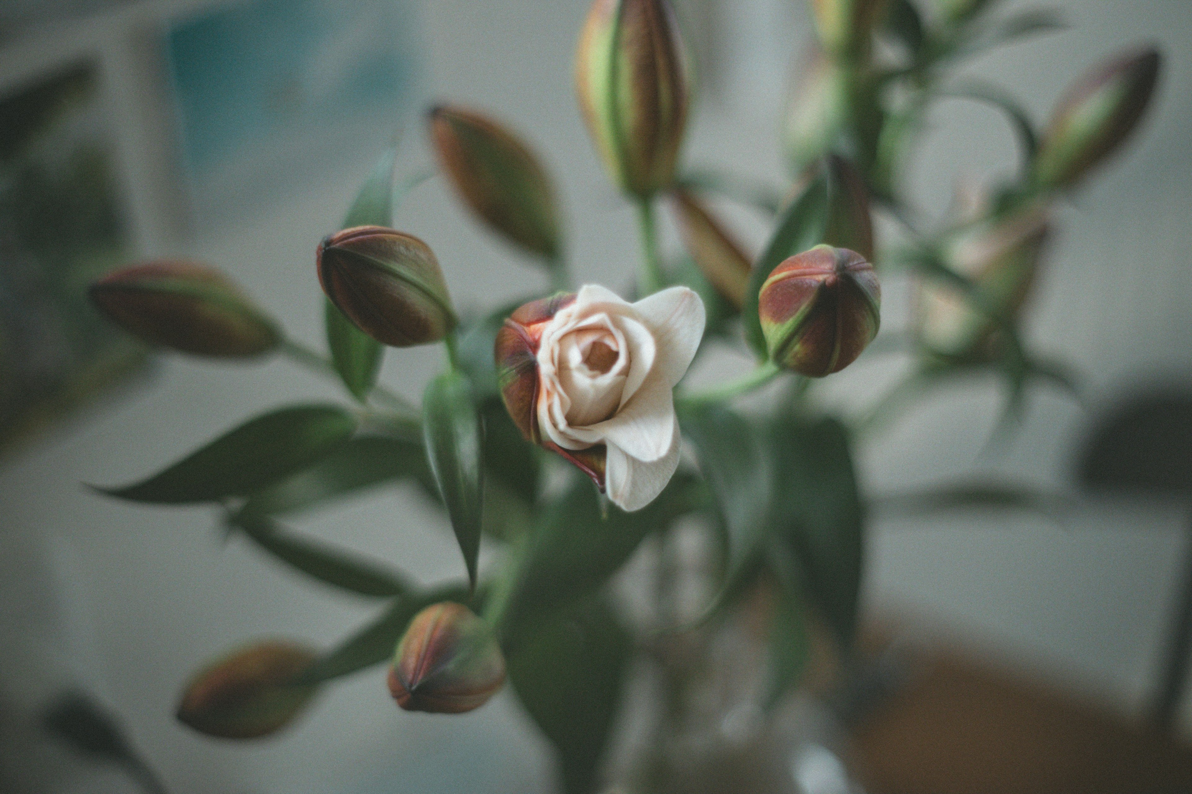 Close-up of a bouquet featuring a white flower and several buds