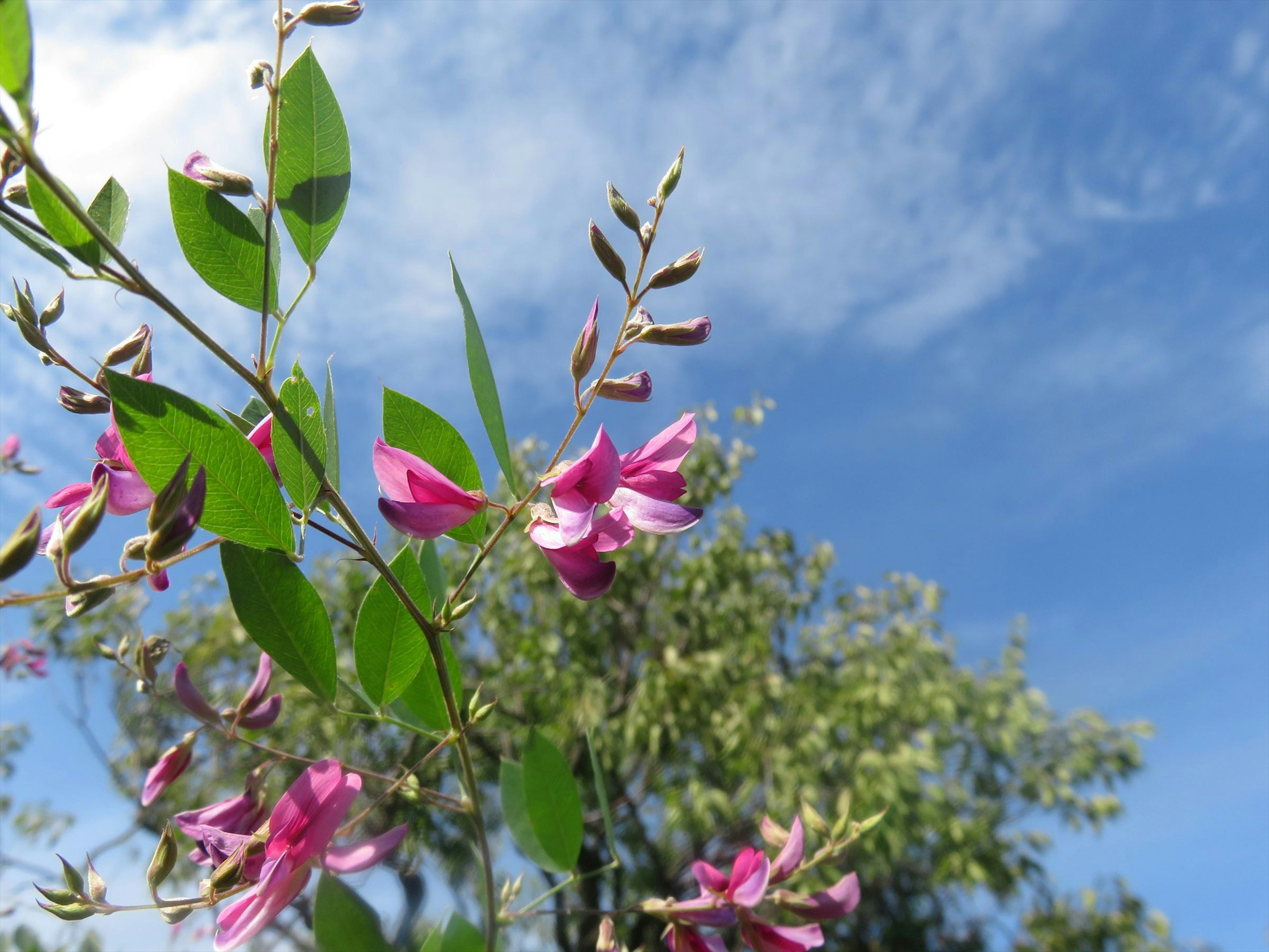 Rosa Blumen und grüne Blätter unter einem blauen Himmel