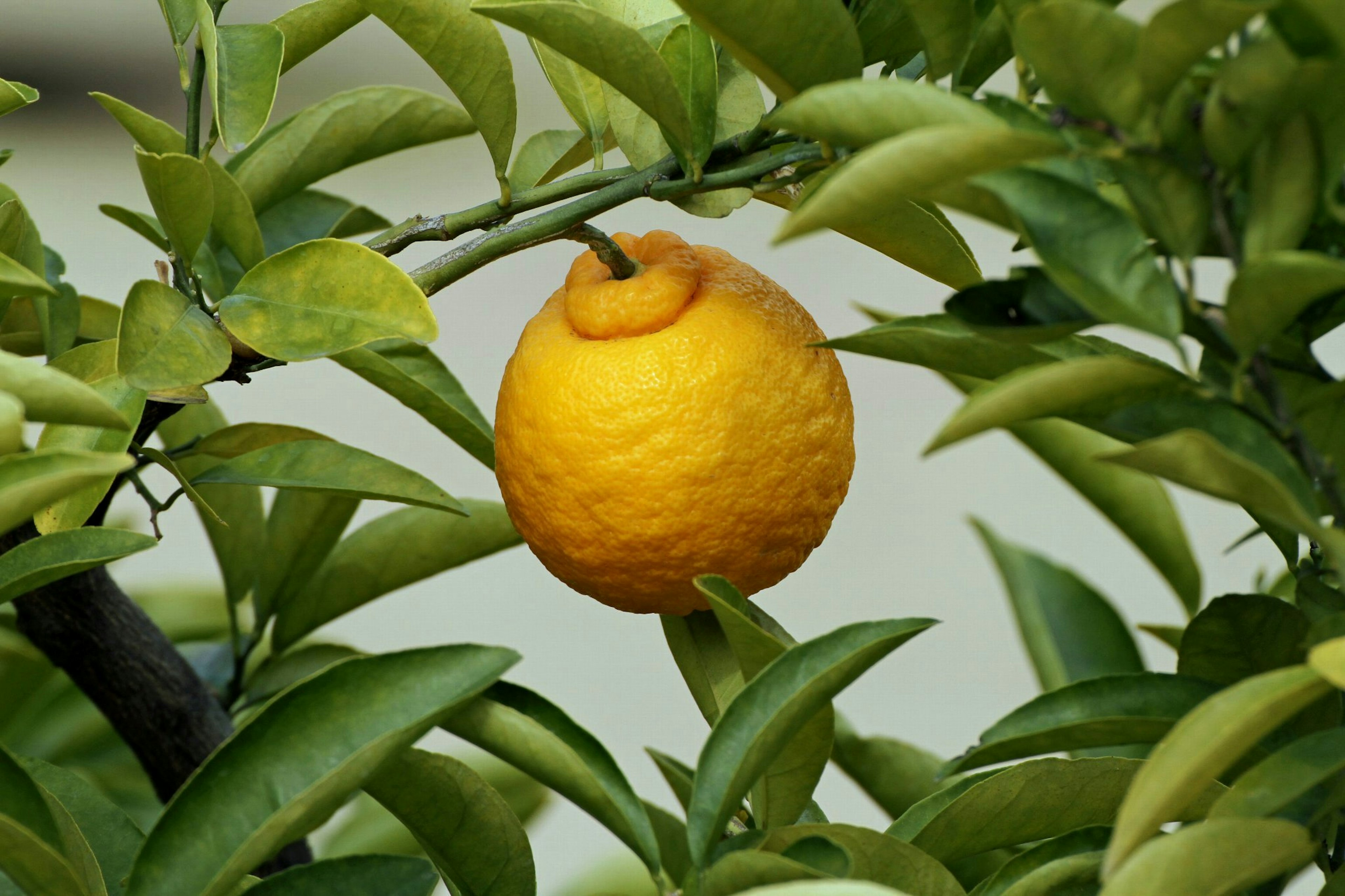 A yellow lemon surrounded by green leaves