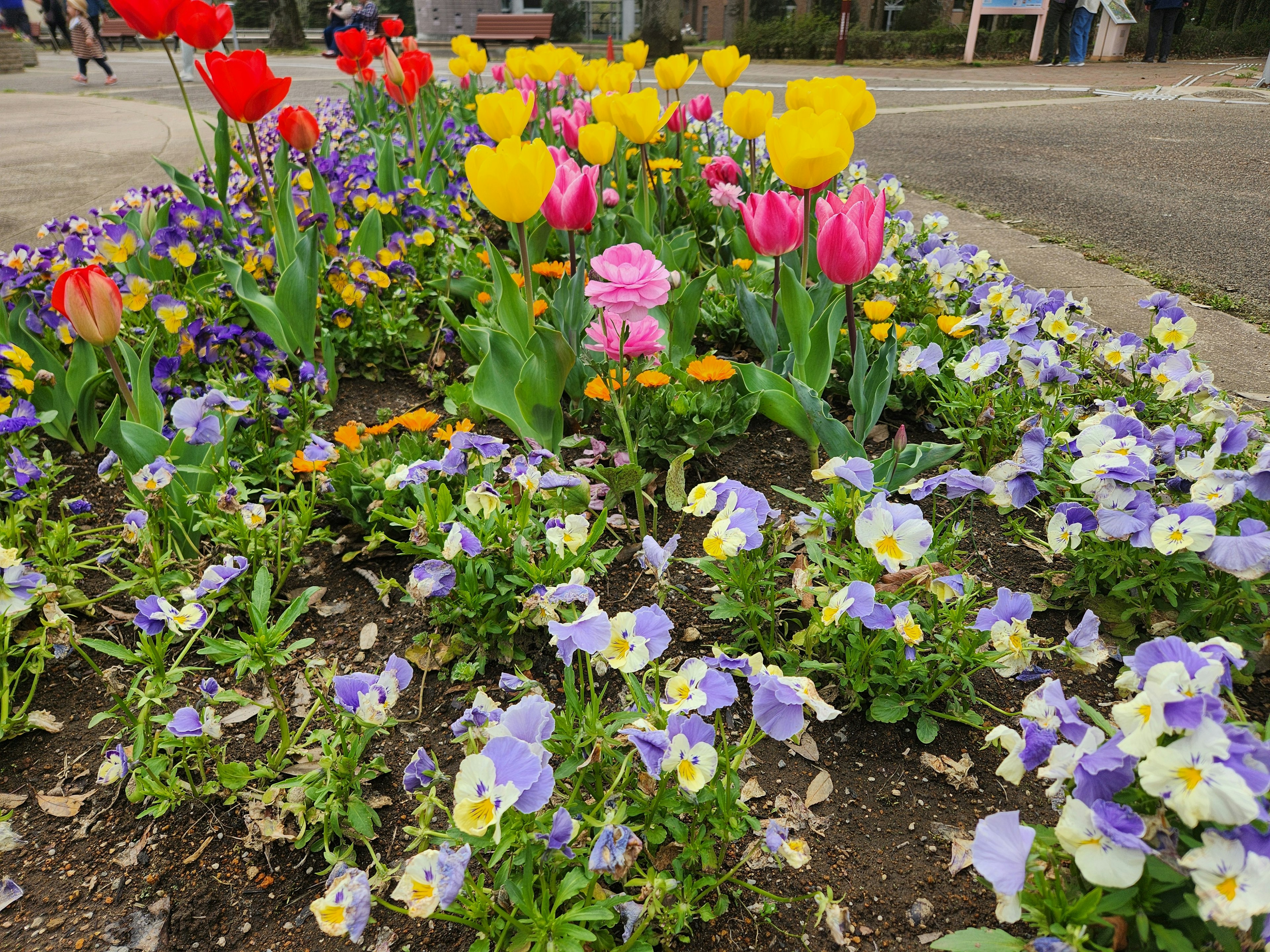 Cận cảnh một khóm hoa với hoa tulip nhiều màu sắc và hoa pansy