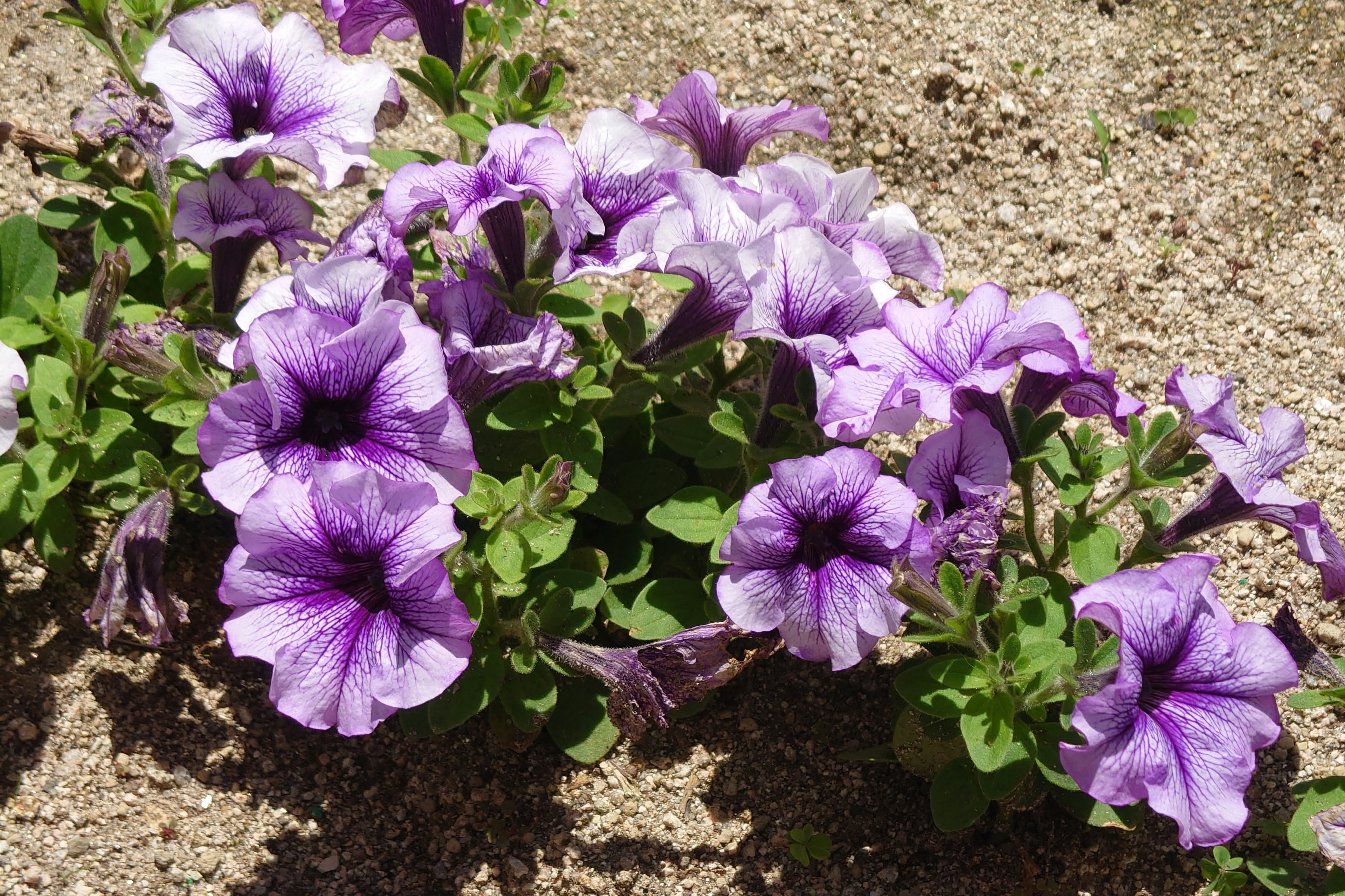 Lila Petunienblüten blühen zwischen grünen Blättern