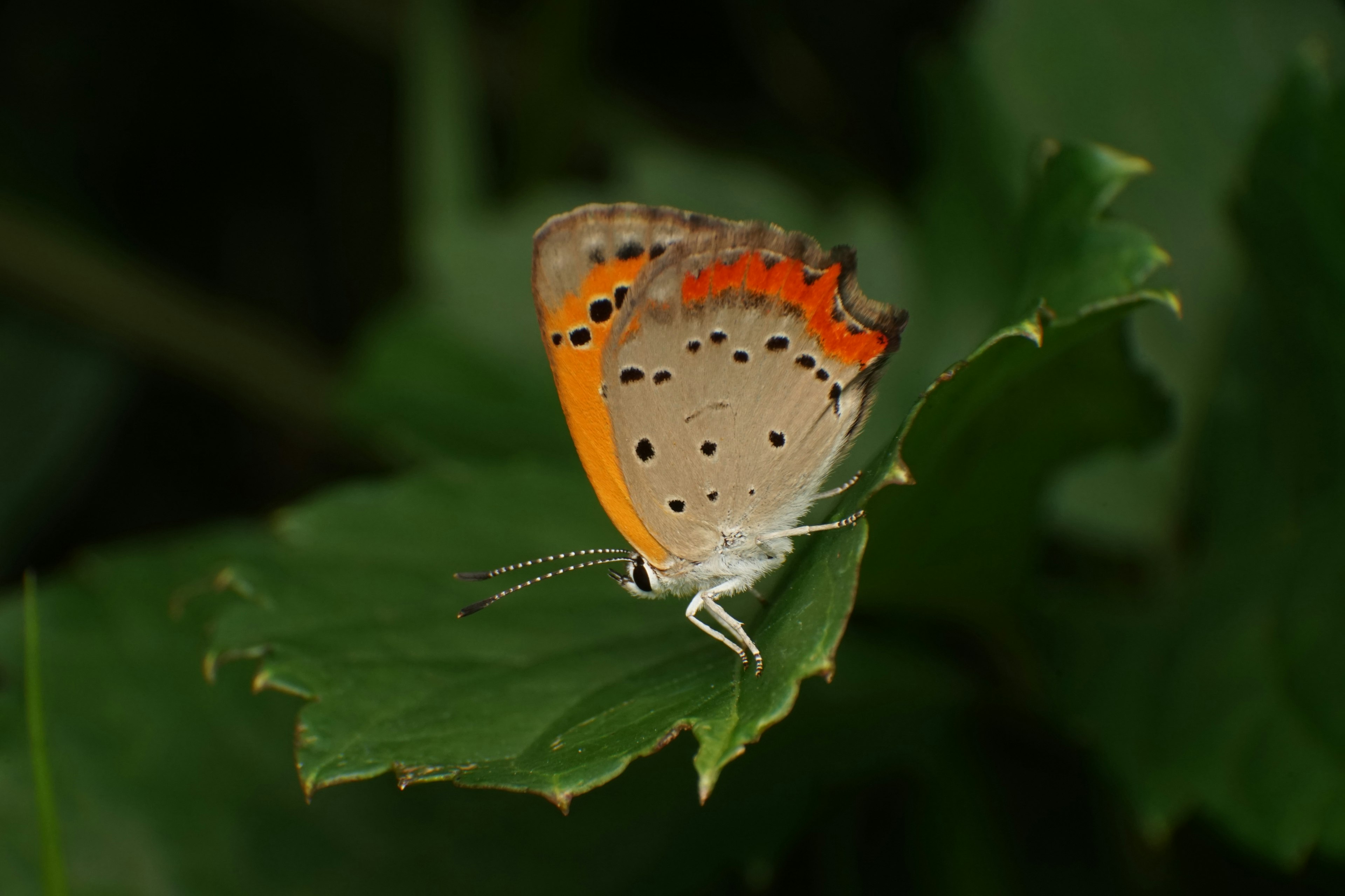 Ein kleiner Schmetterling mit orangefarbenen Flecken, der auf einem grünen Blatt sitzt