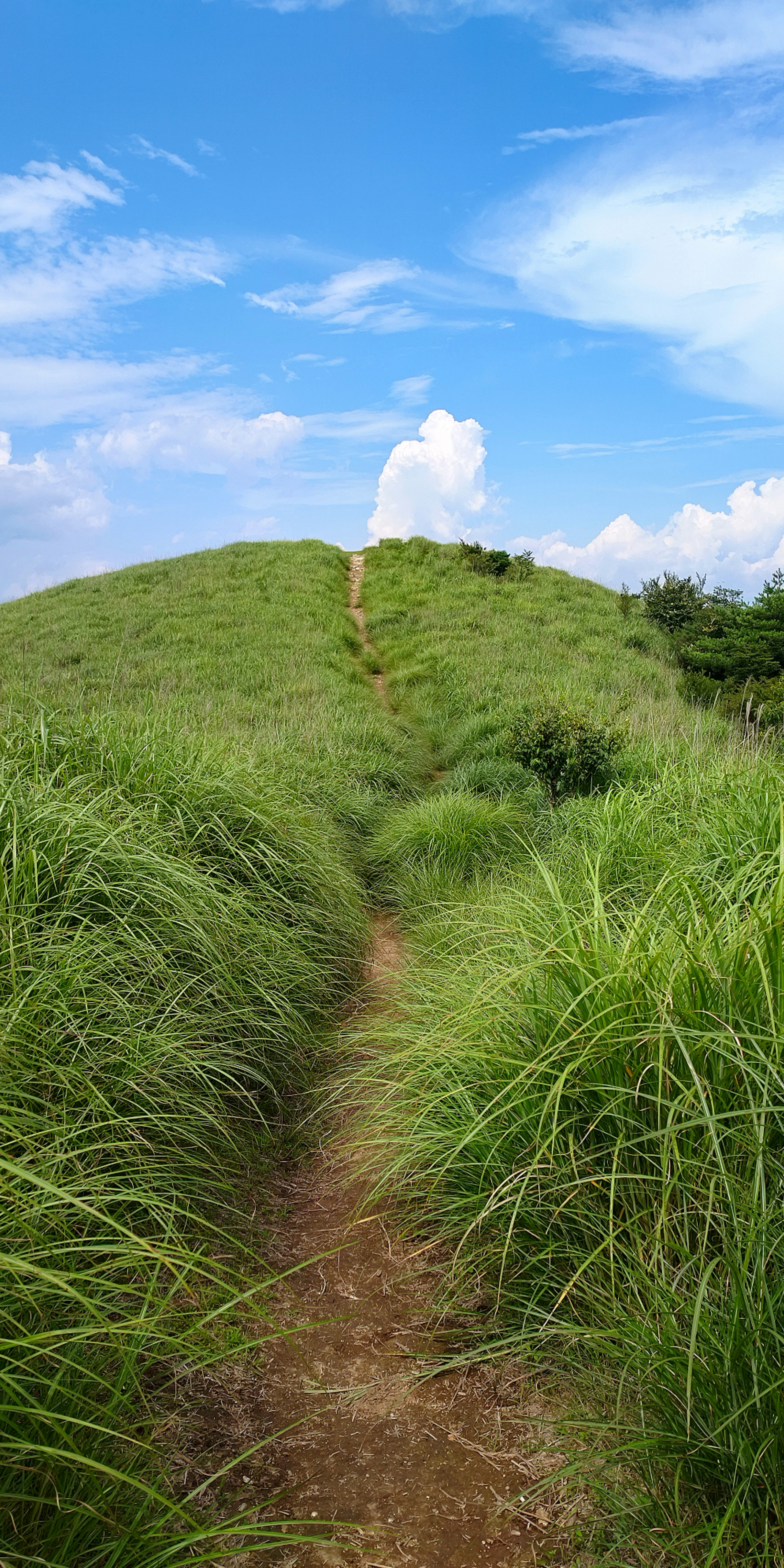 Pemandangan indah jalan setapak di antara rumput tinggi di bawah langit biru