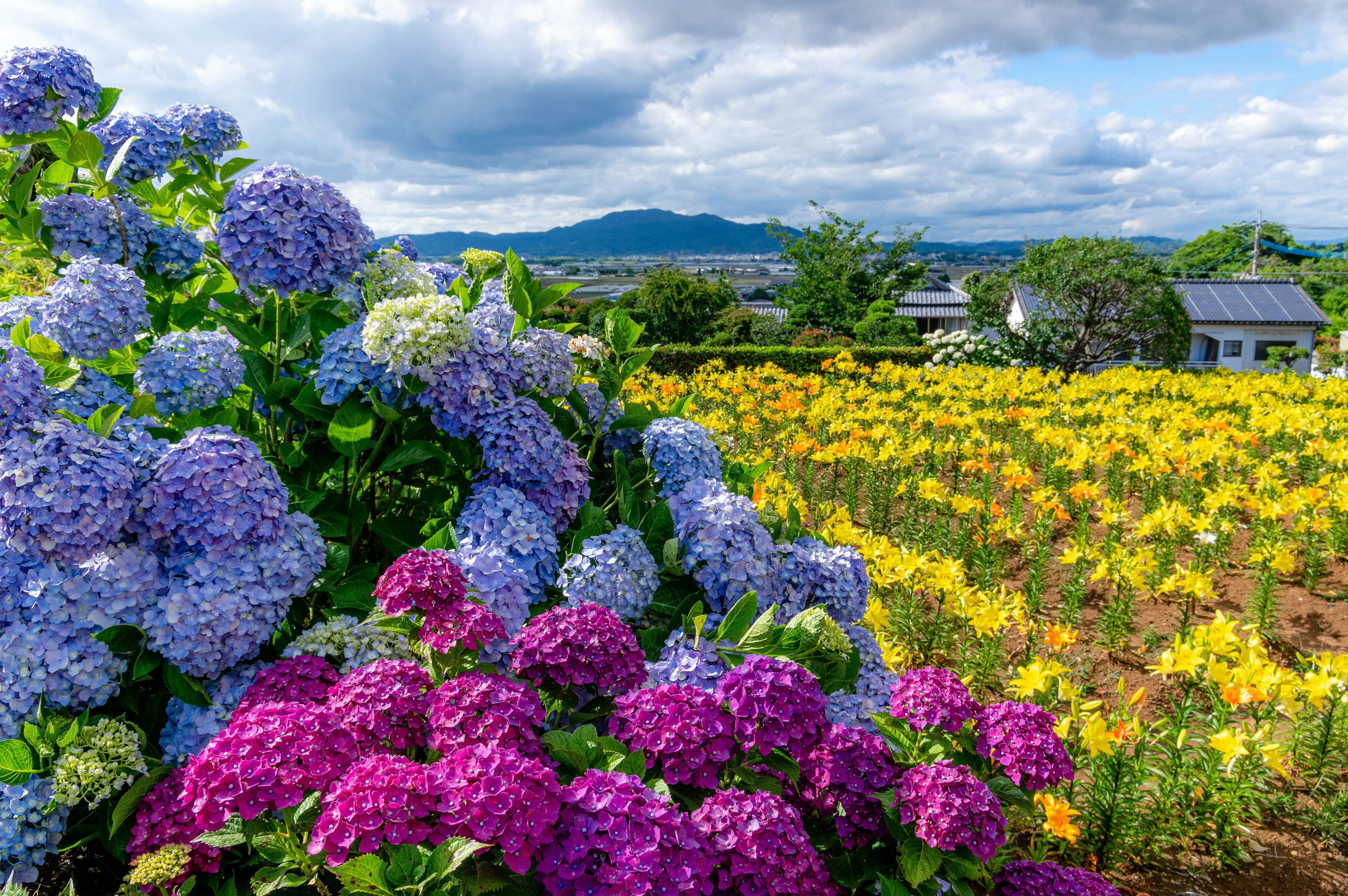 Hortensias coloridas y un campo de flores amarillas en el paisaje